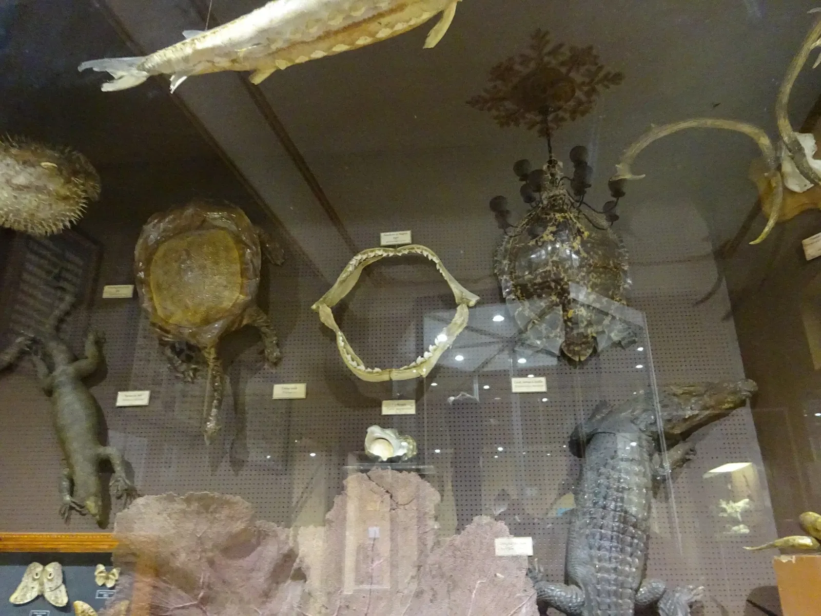 Natural History Museum