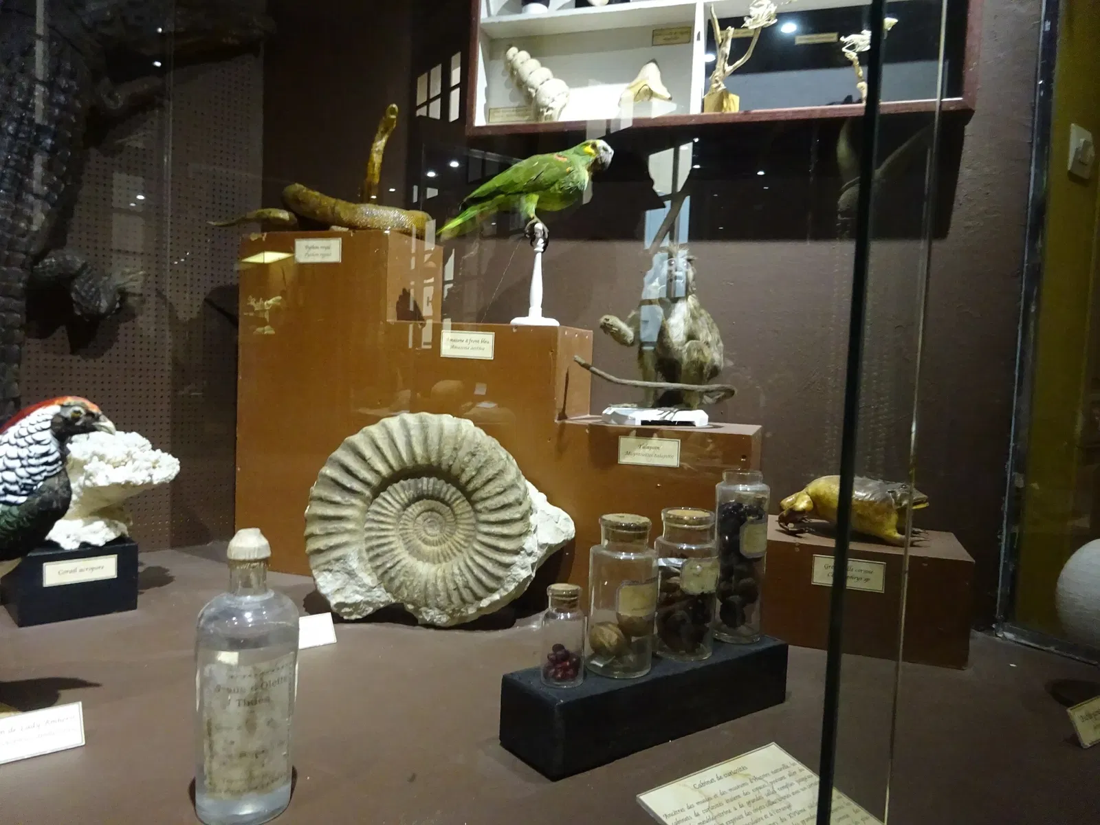 Natural History Museum