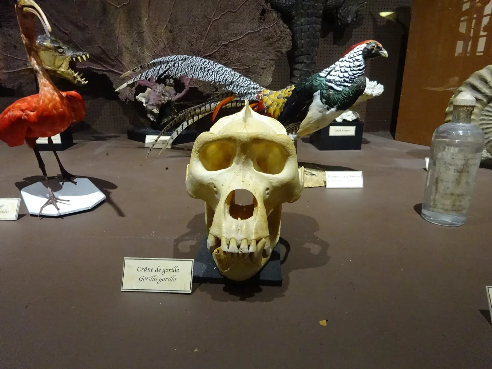 Natural History Museum