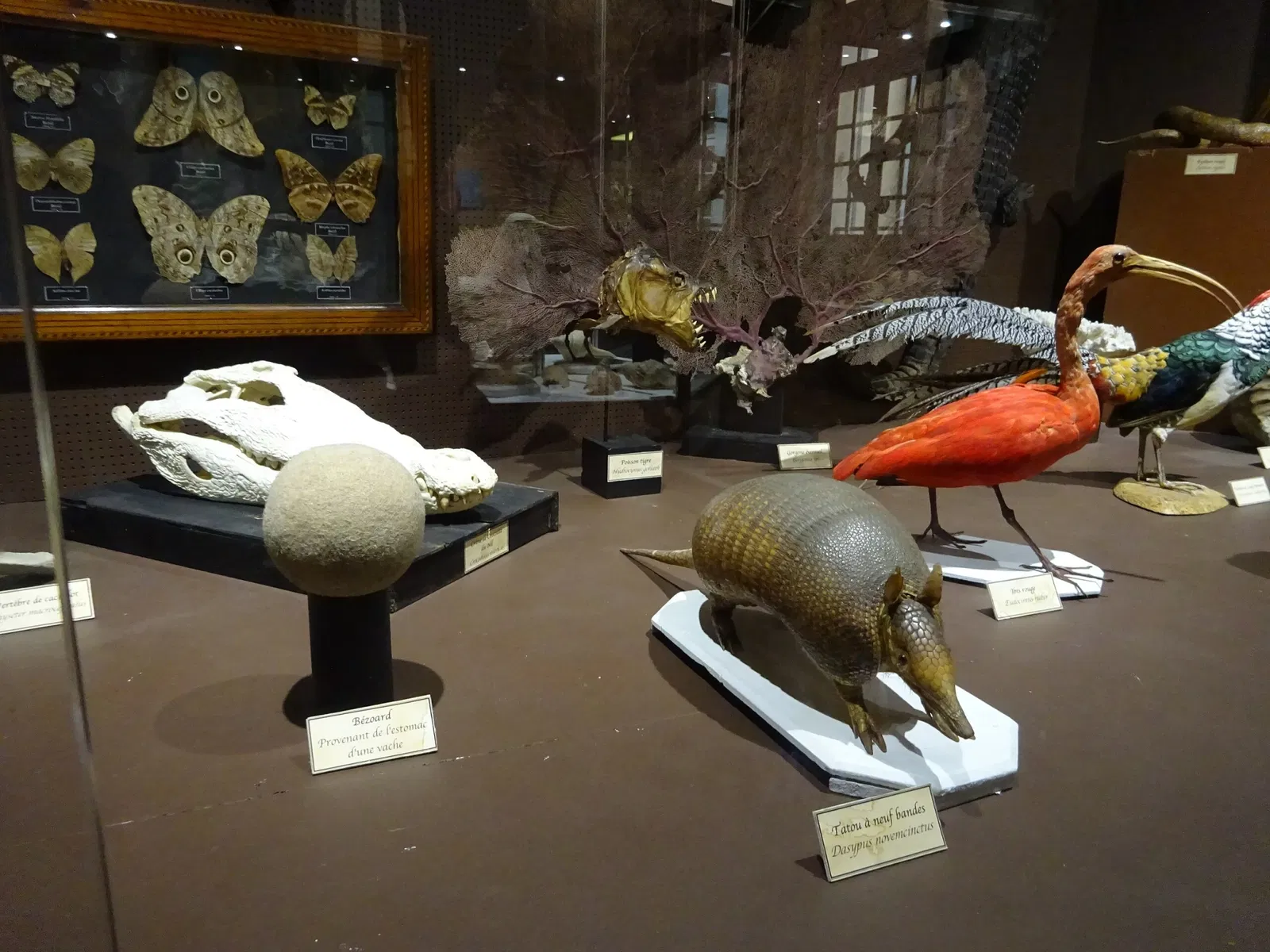 Natural History Museum