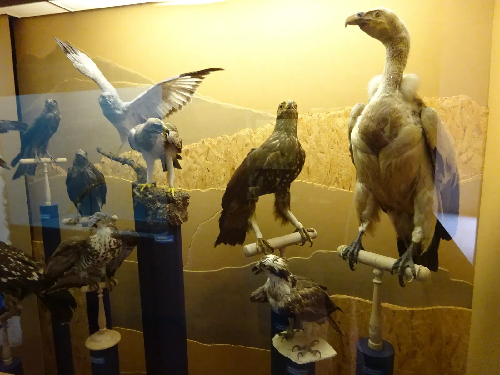 Muséum d’Histoire Naturelle