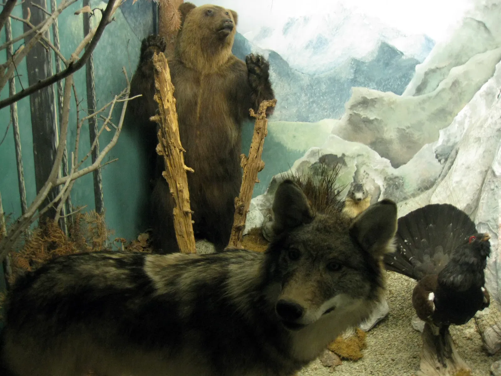 Natural History Museum