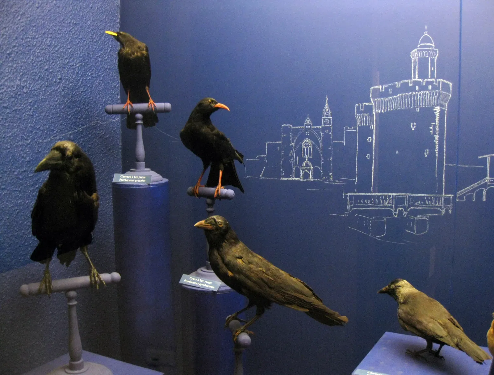 Muséum d’Histoire Naturelle