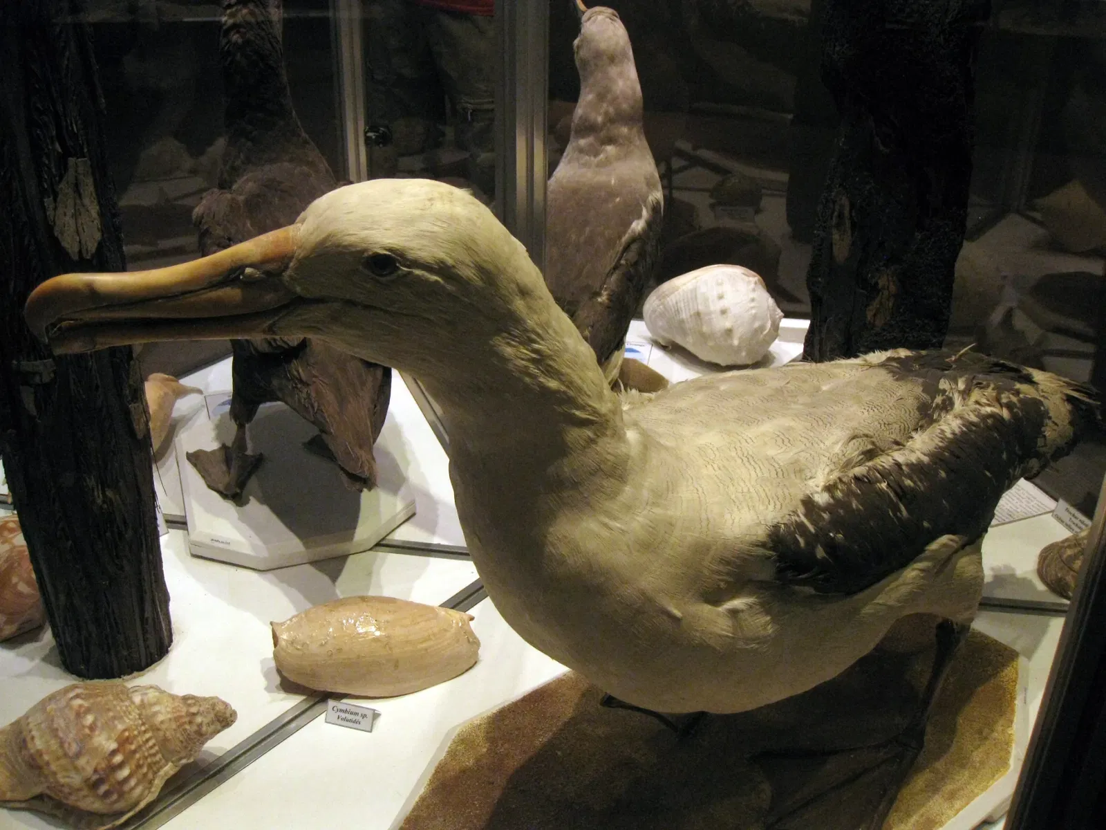 Natural History Museum