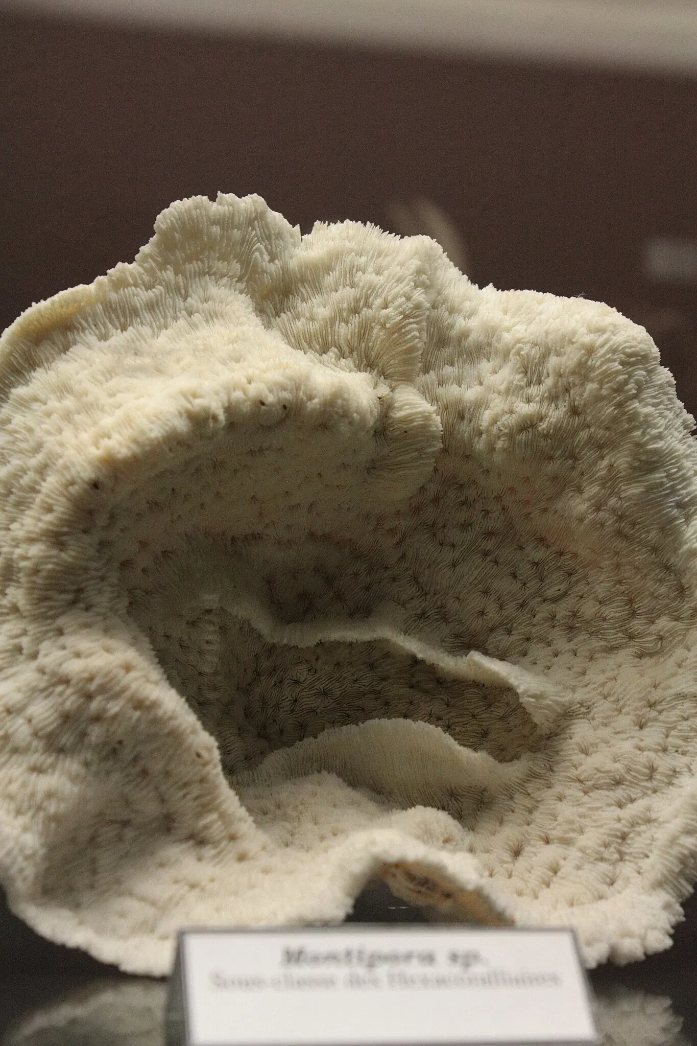 Muséum d’Histoire Naturelle