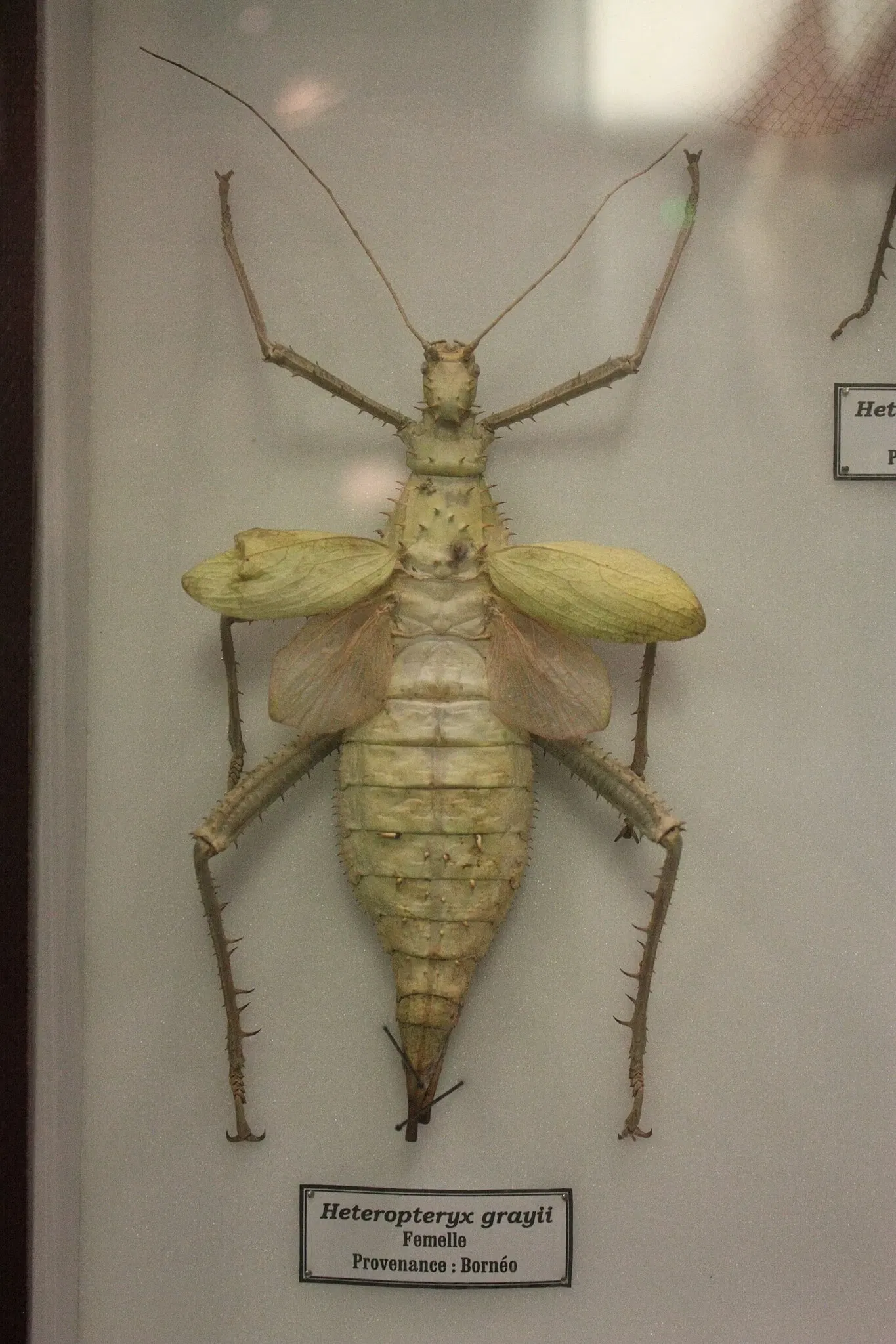 Natural History Museum