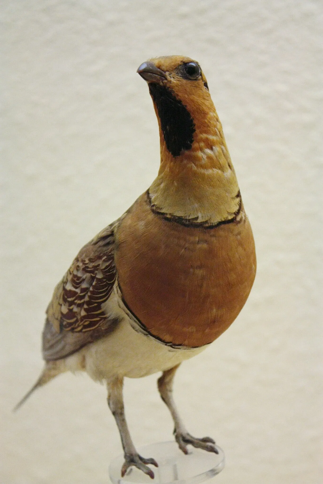 Natural History Museum