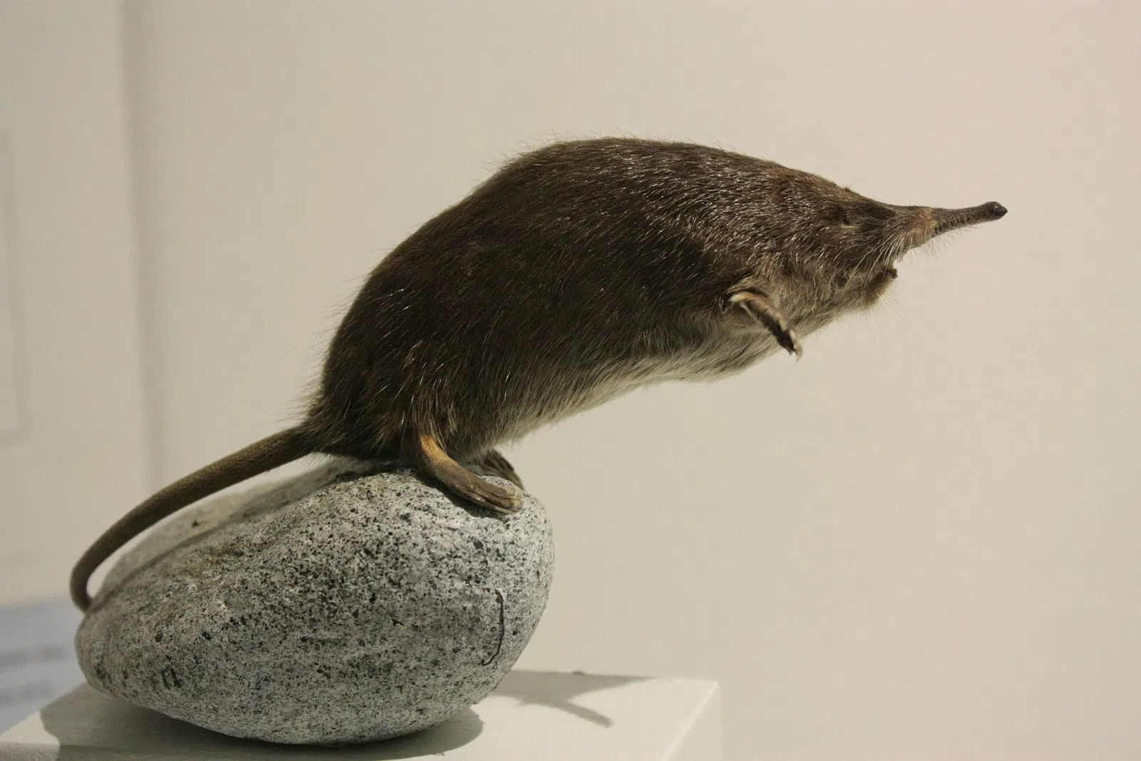 Muséum d’Histoire Naturelle