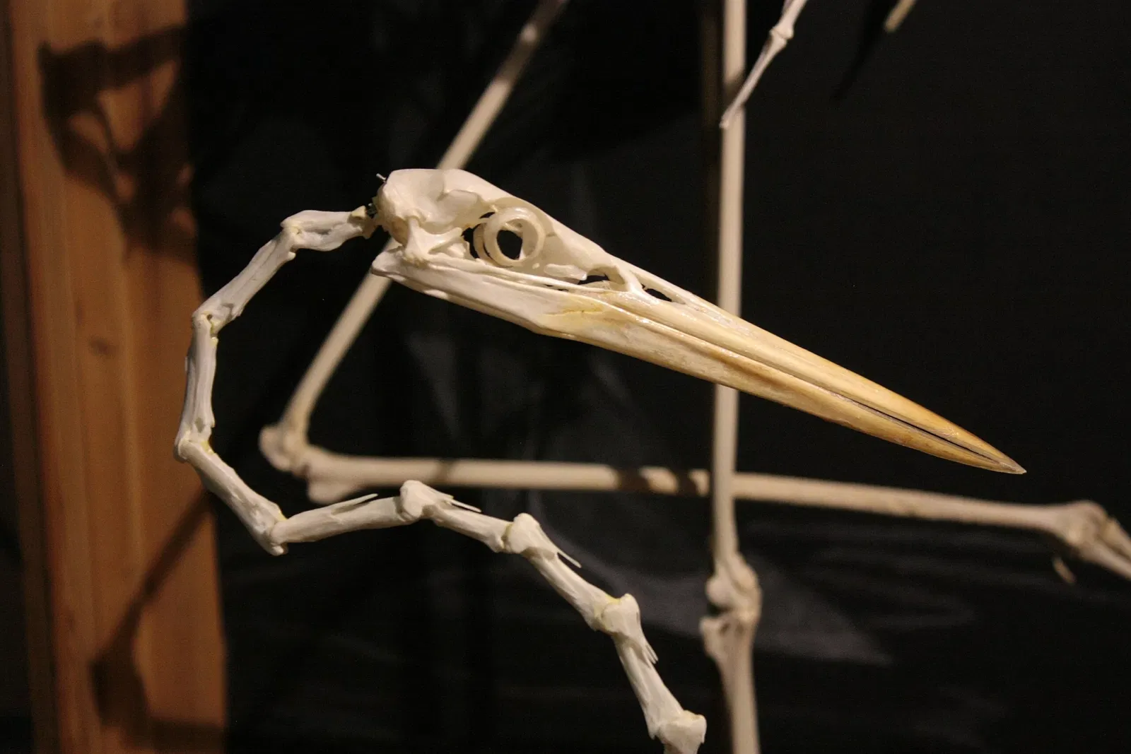 Natural History Museum