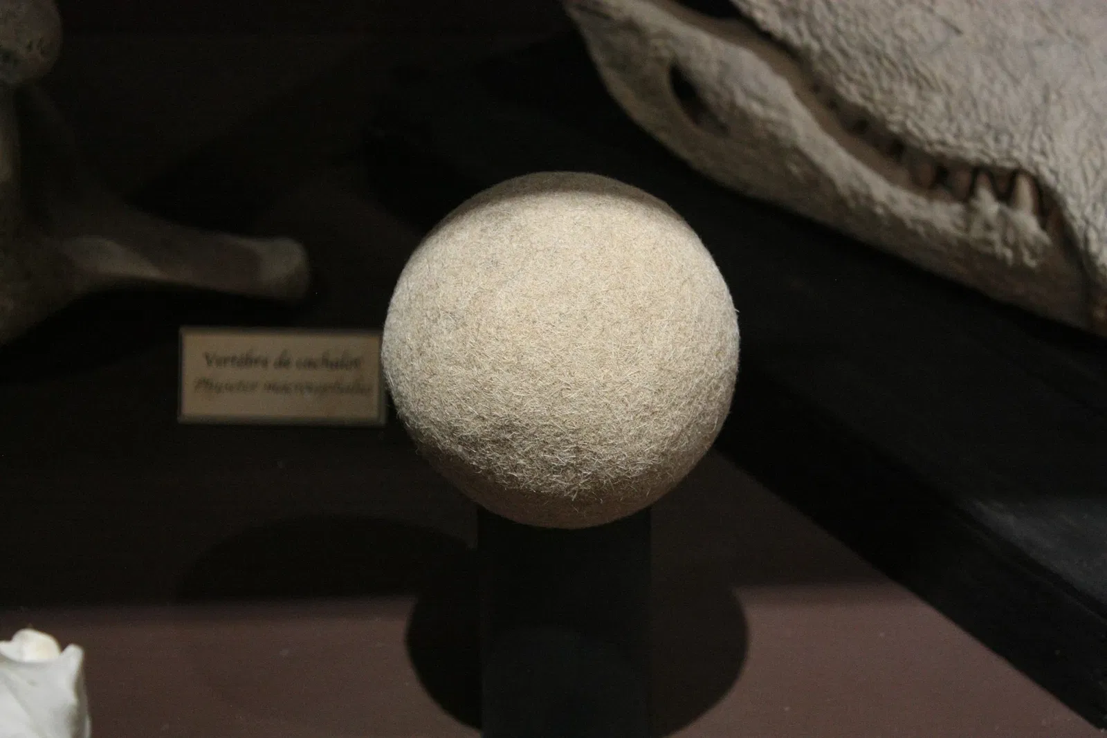 Muséum d’Histoire Naturelle