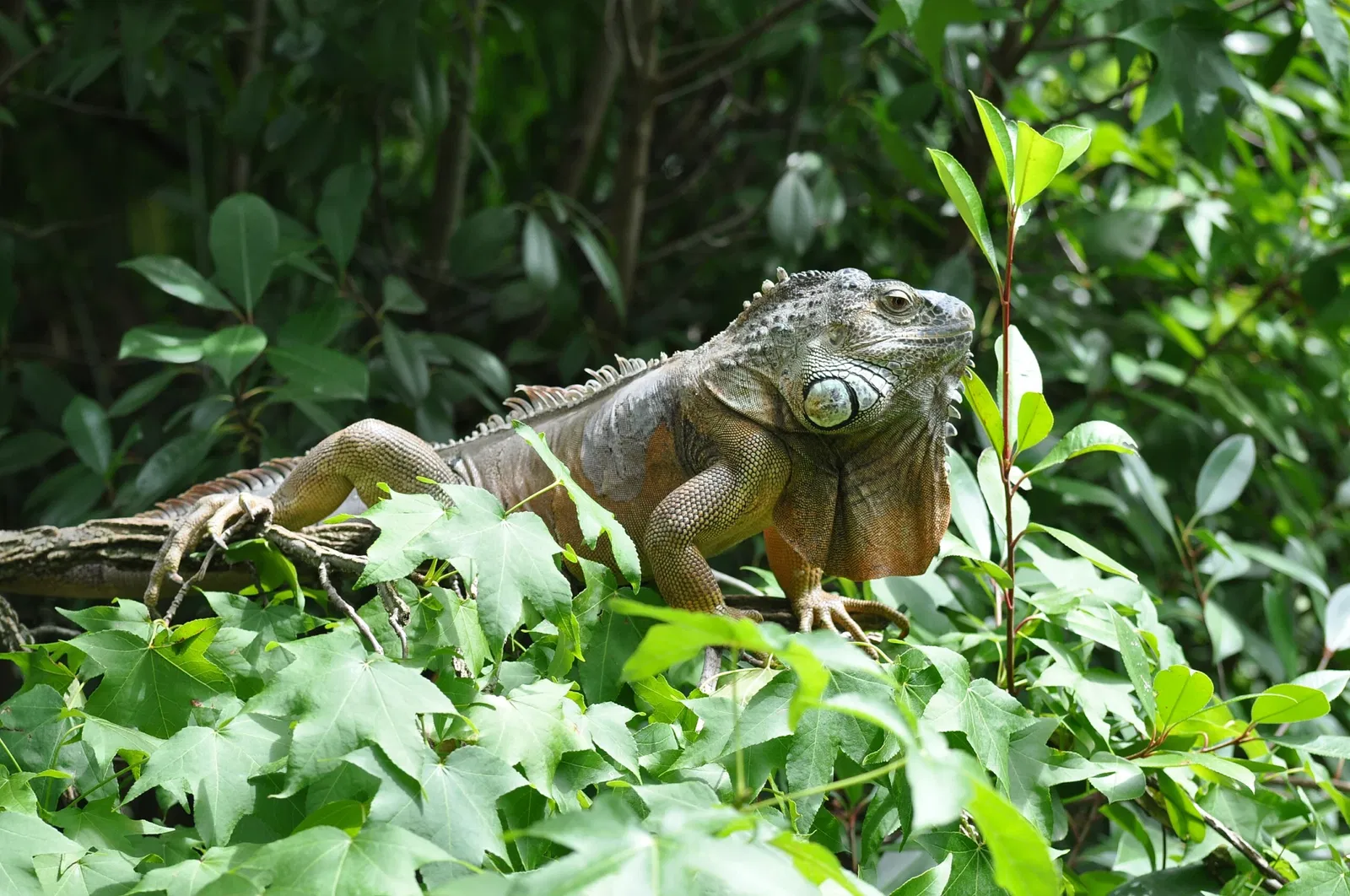 Giardino Zoologico di Pistoia