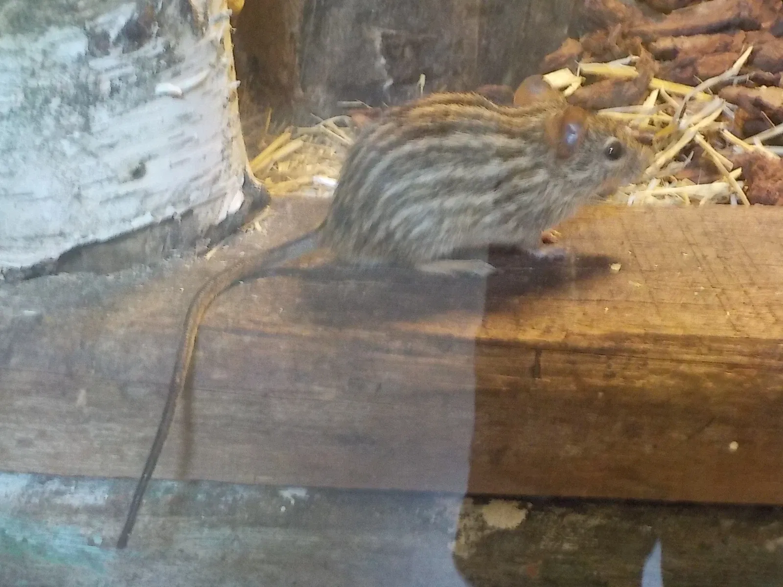 Giardino Zoologico di Pistoia