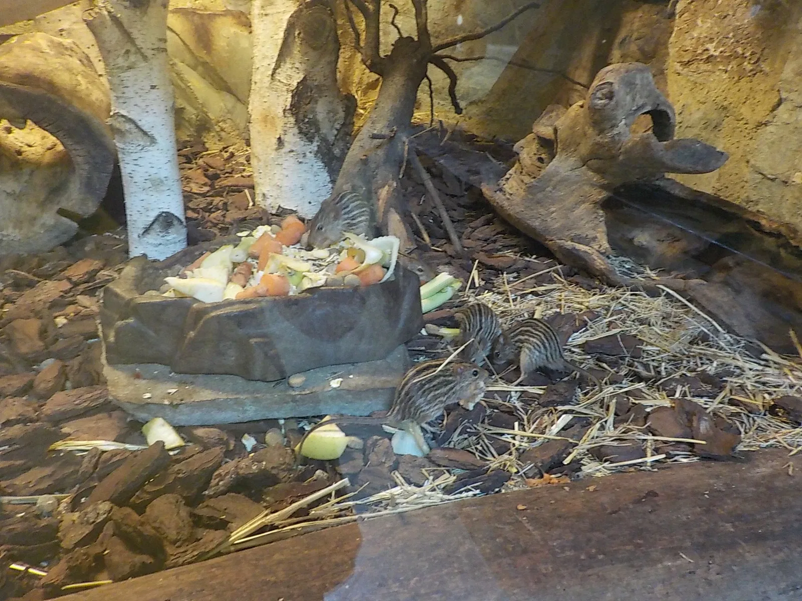 Giardino Zoologico di Pistoia