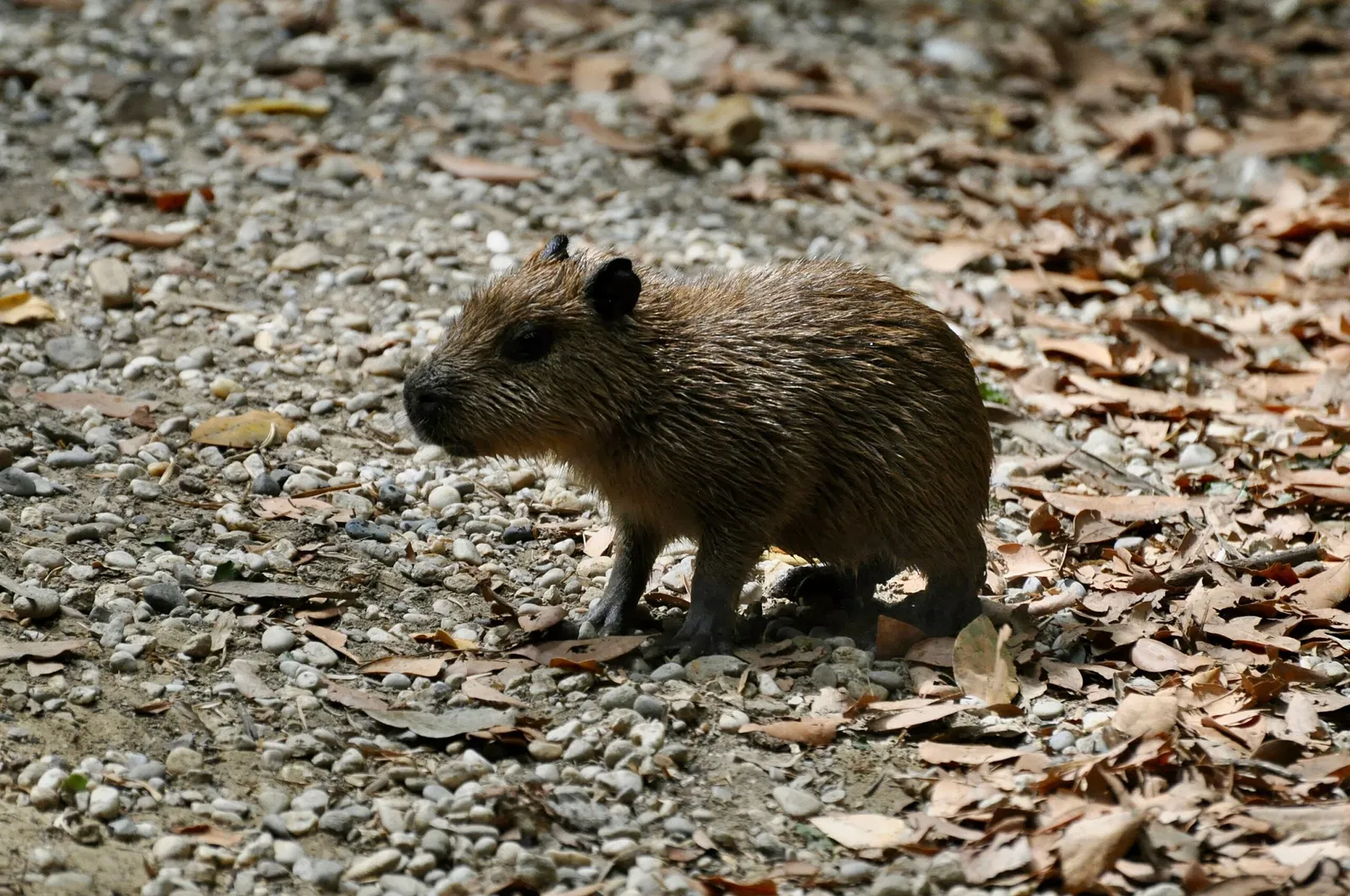 Giardino Zoologico di Pistoia