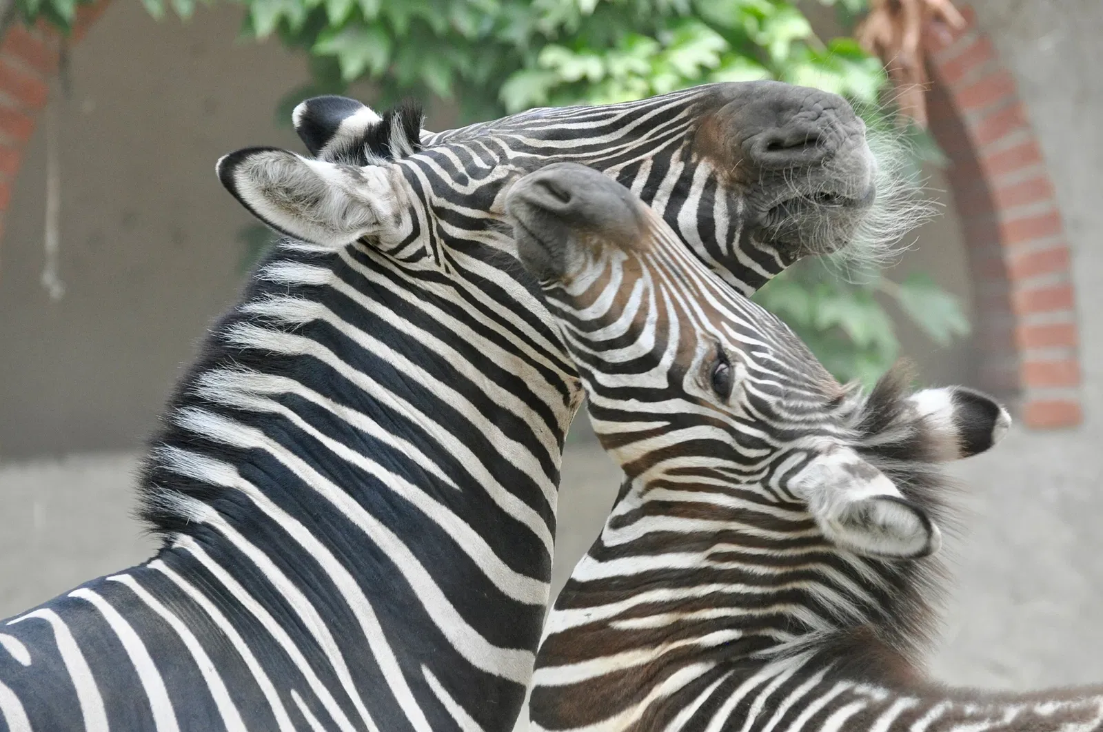 Giardino Zoologico di Pistoia