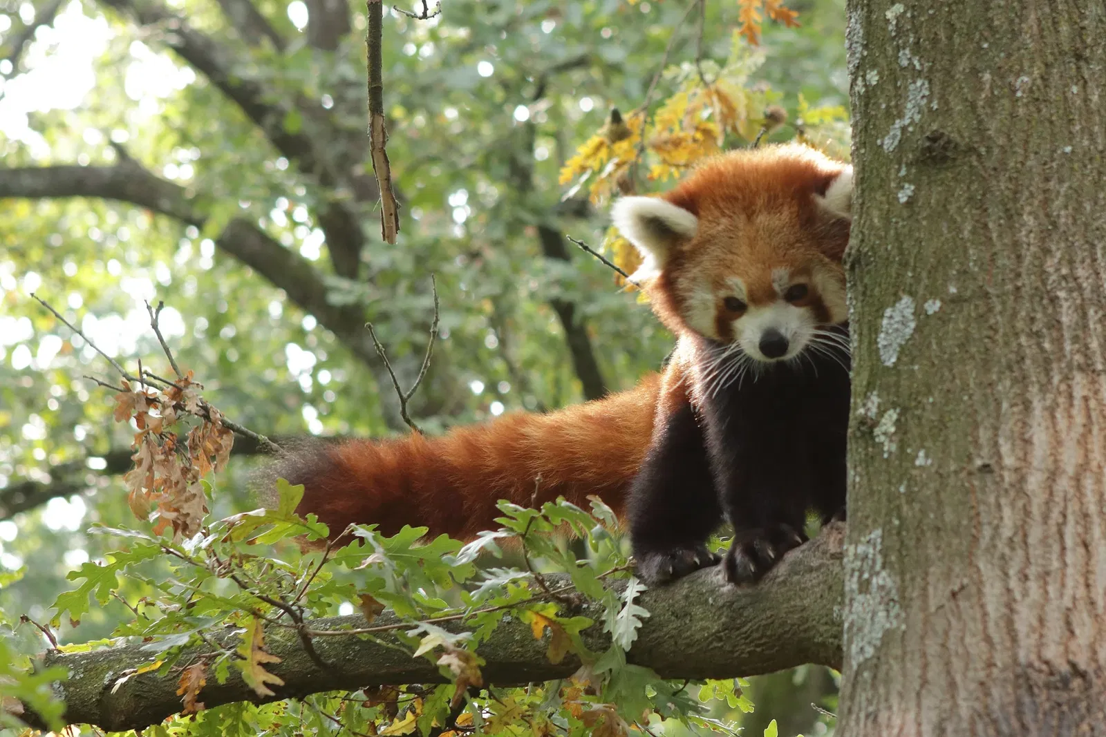 Giardino Zoologico di Pistoia