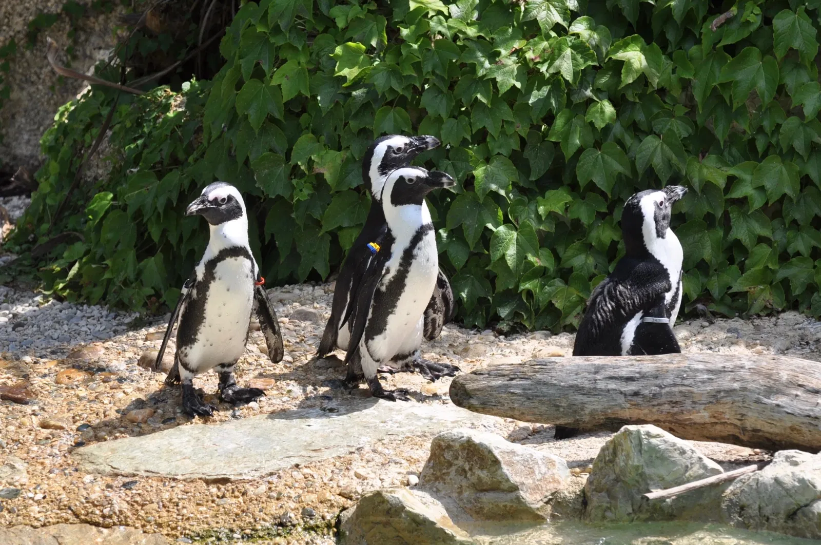 Giardino Zoologico di Pistoia