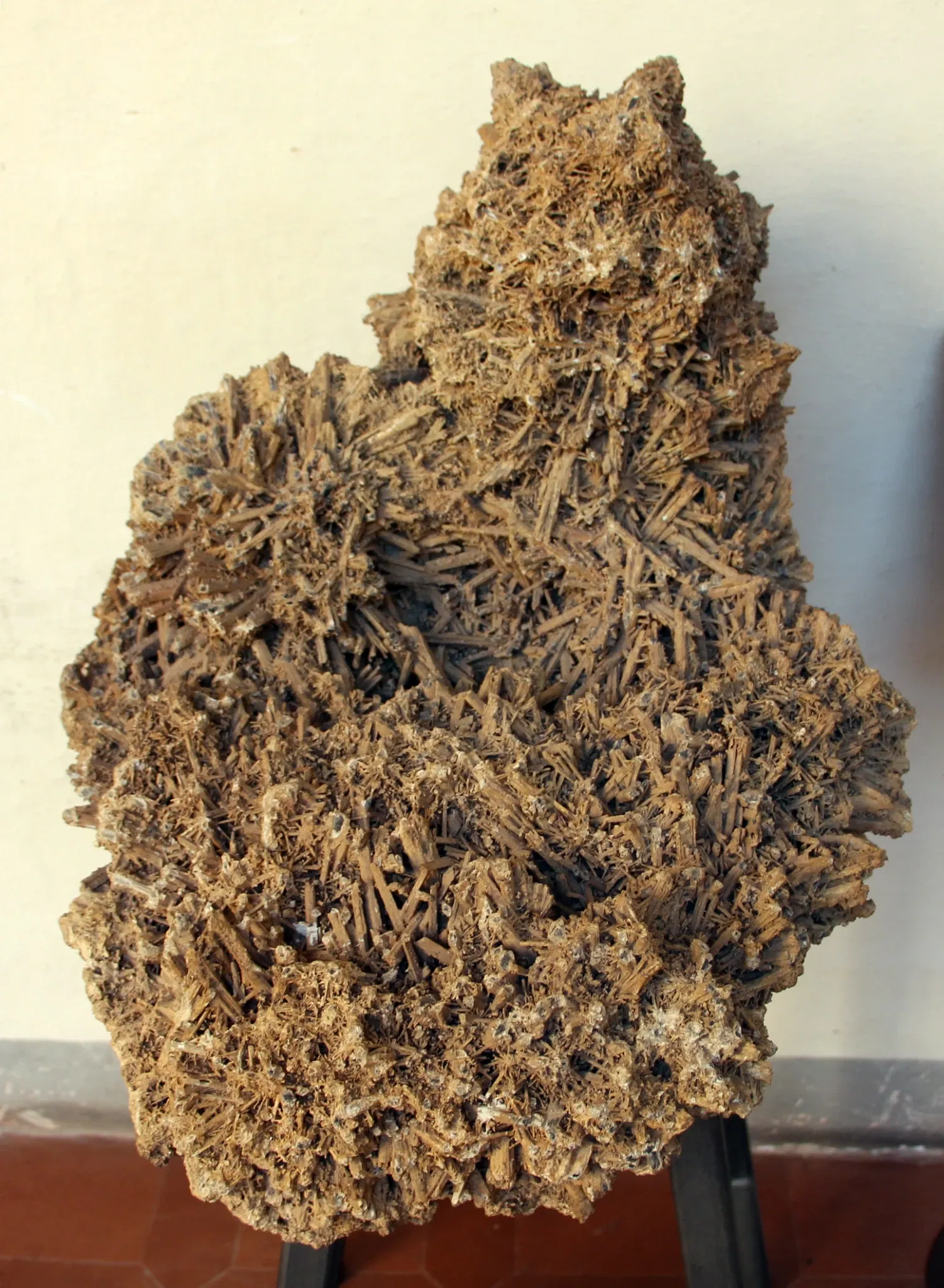 Museo di Storia Naturale Accademia dei Fisiocritici