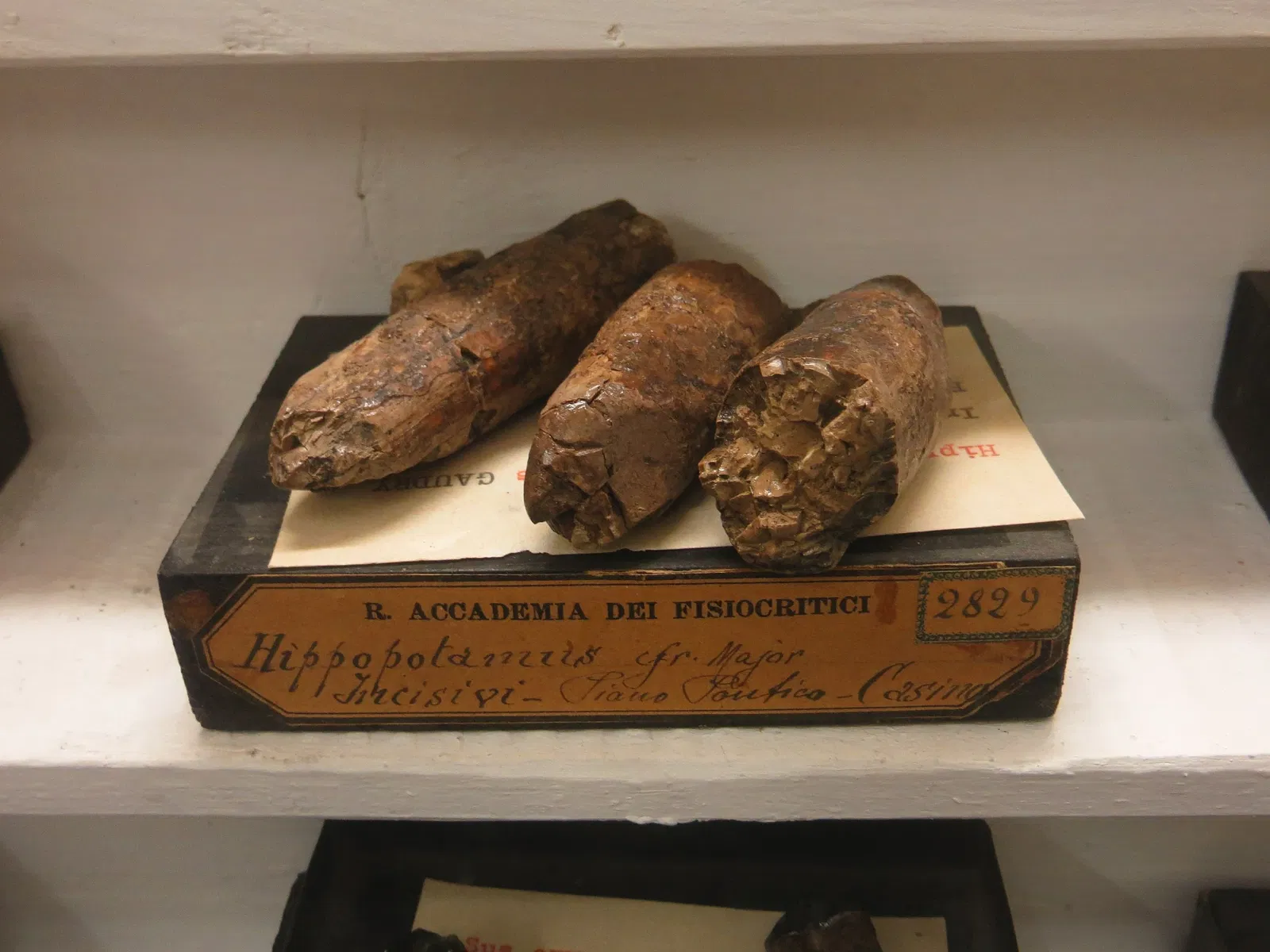 Museo di Storia Naturale Accademia dei Fisiocritici