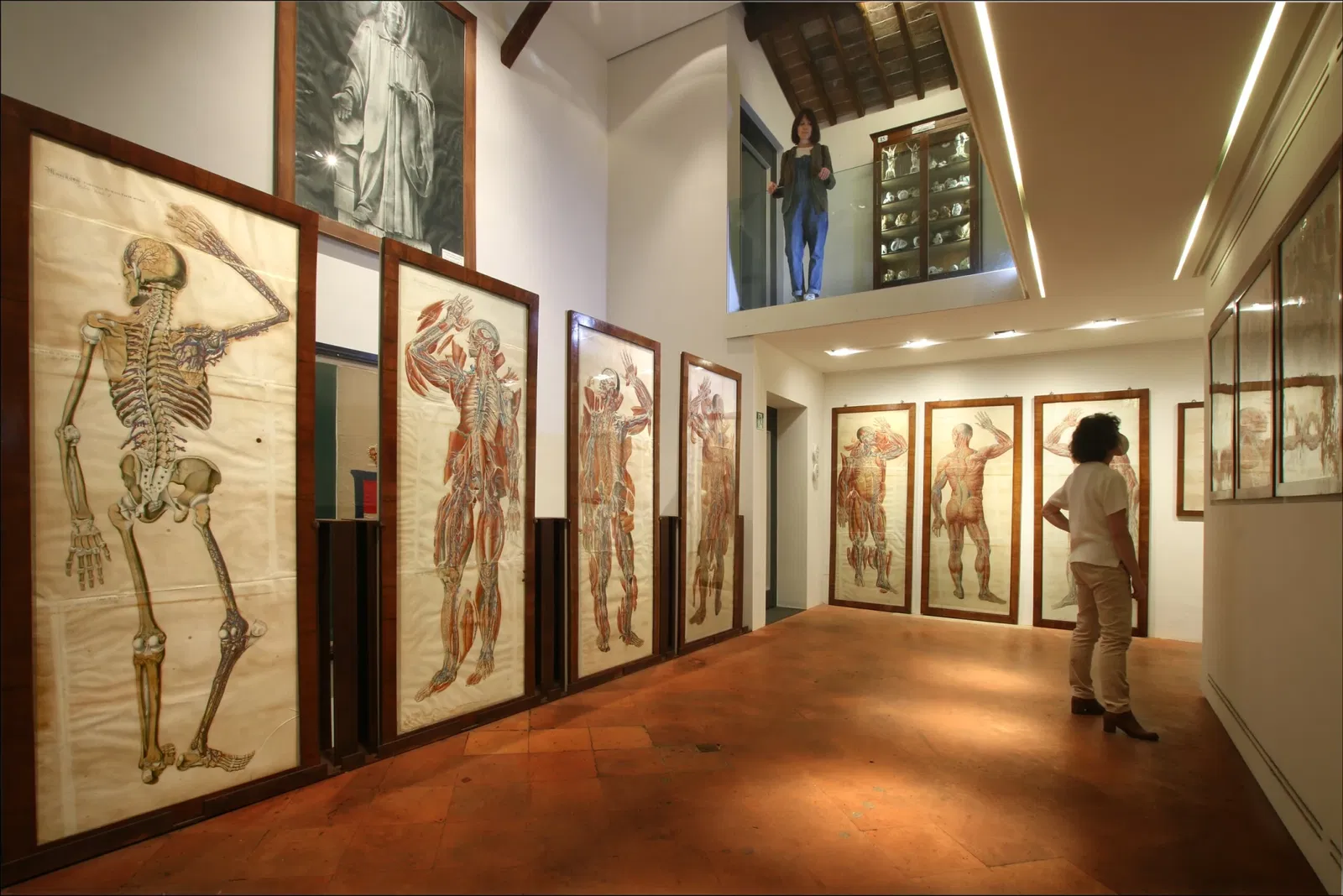 Museo di Storia Naturale Accademia dei Fisiocritici
