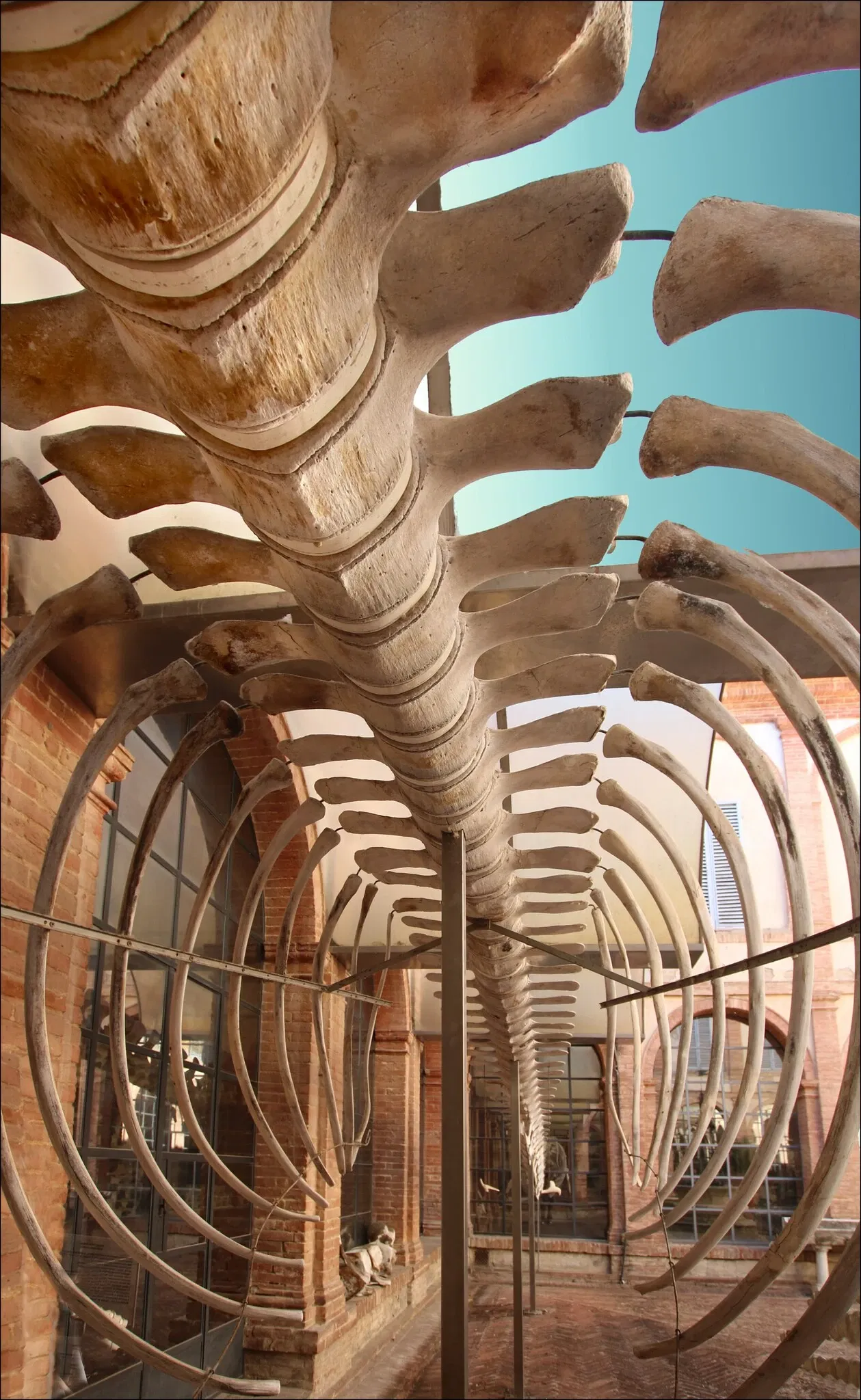 Natural History Museum of the Academy of the Fisiocritici