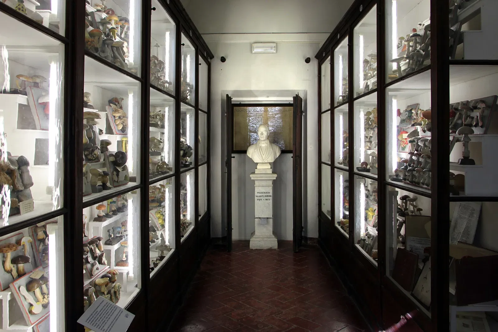 Natural History Museum of the Academy of the Fisiocritici