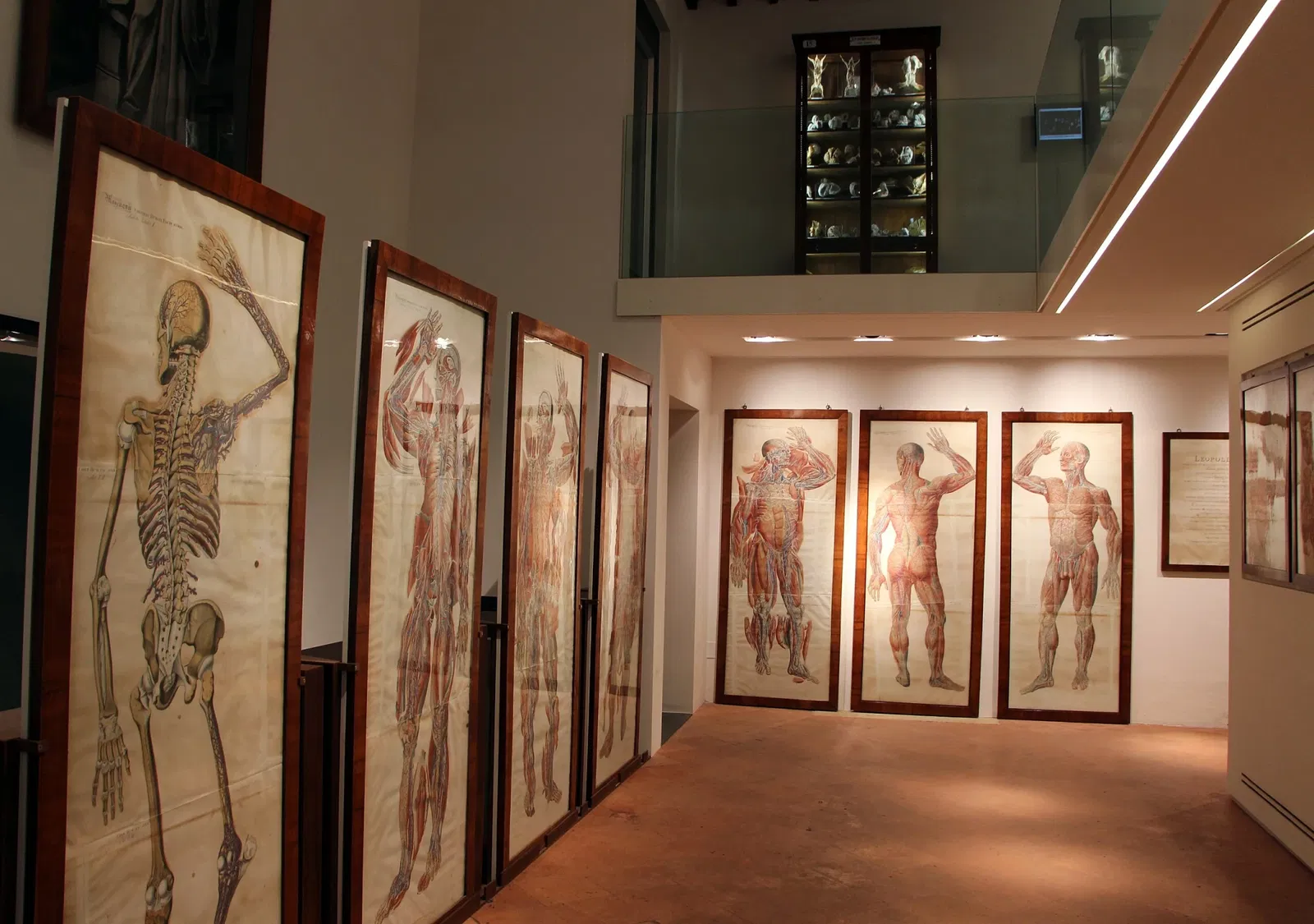 Museo di Storia Naturale Accademia dei Fisiocritici