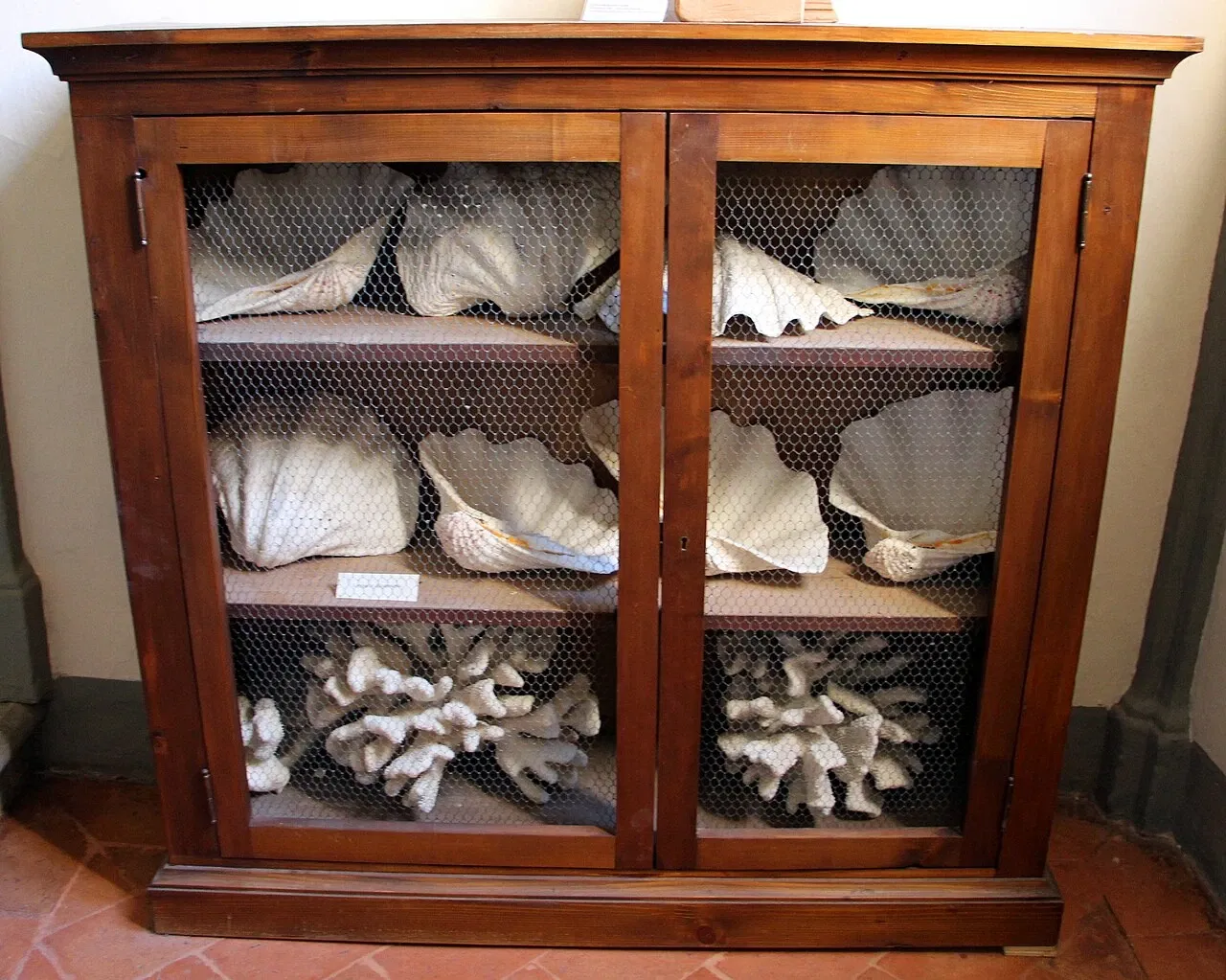 Natural History Museum of the Academy of the Fisiocritici