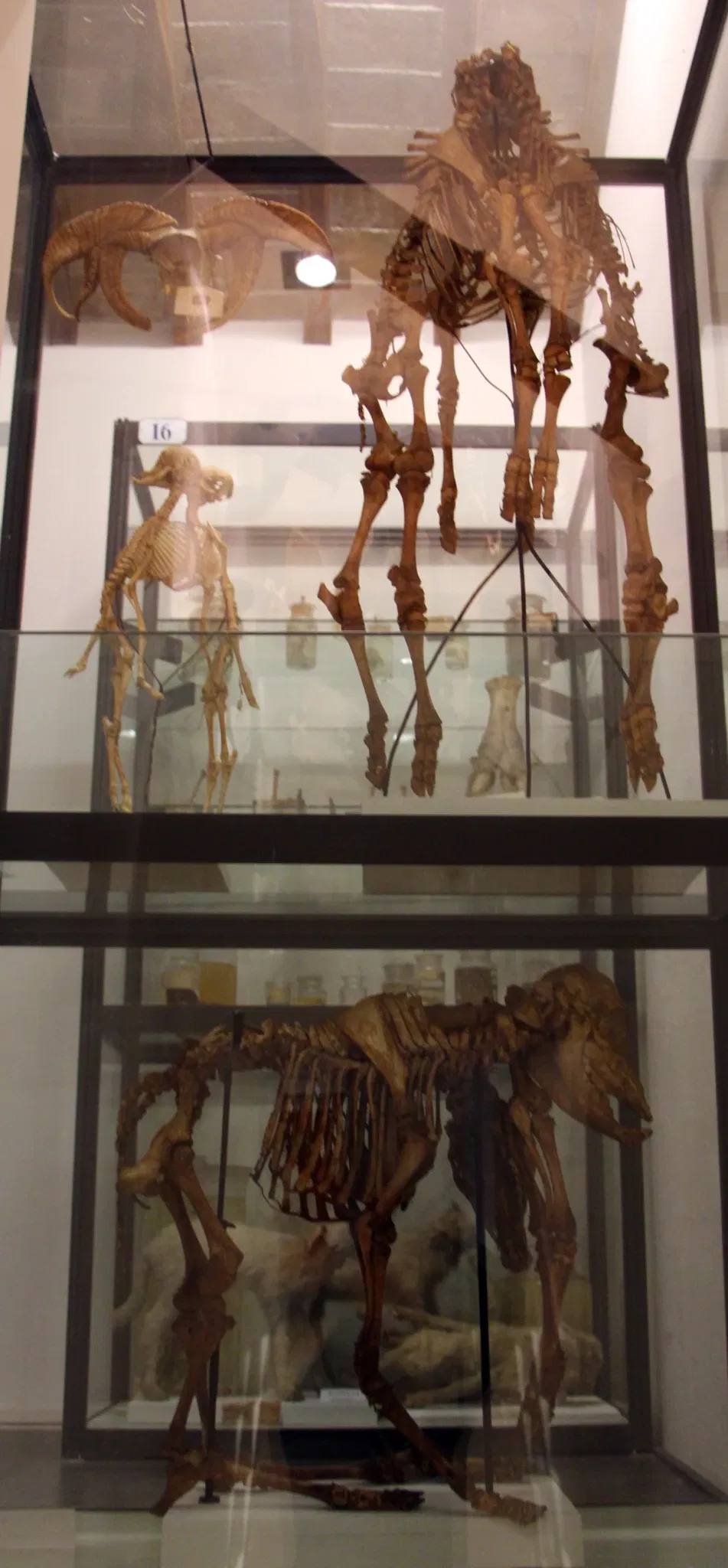 Natural History Museum of the Academy of the Fisiocritici