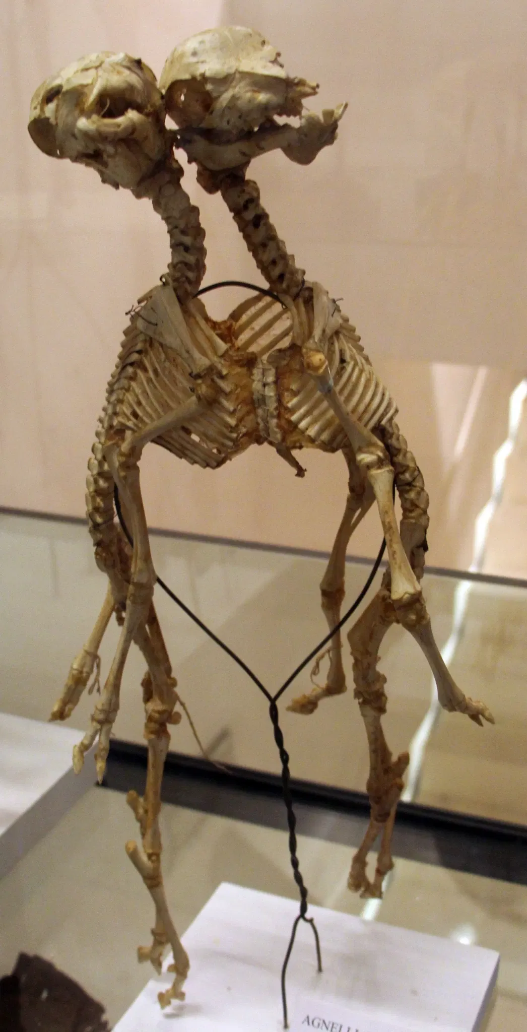 Museo di Storia Naturale Accademia dei Fisiocritici