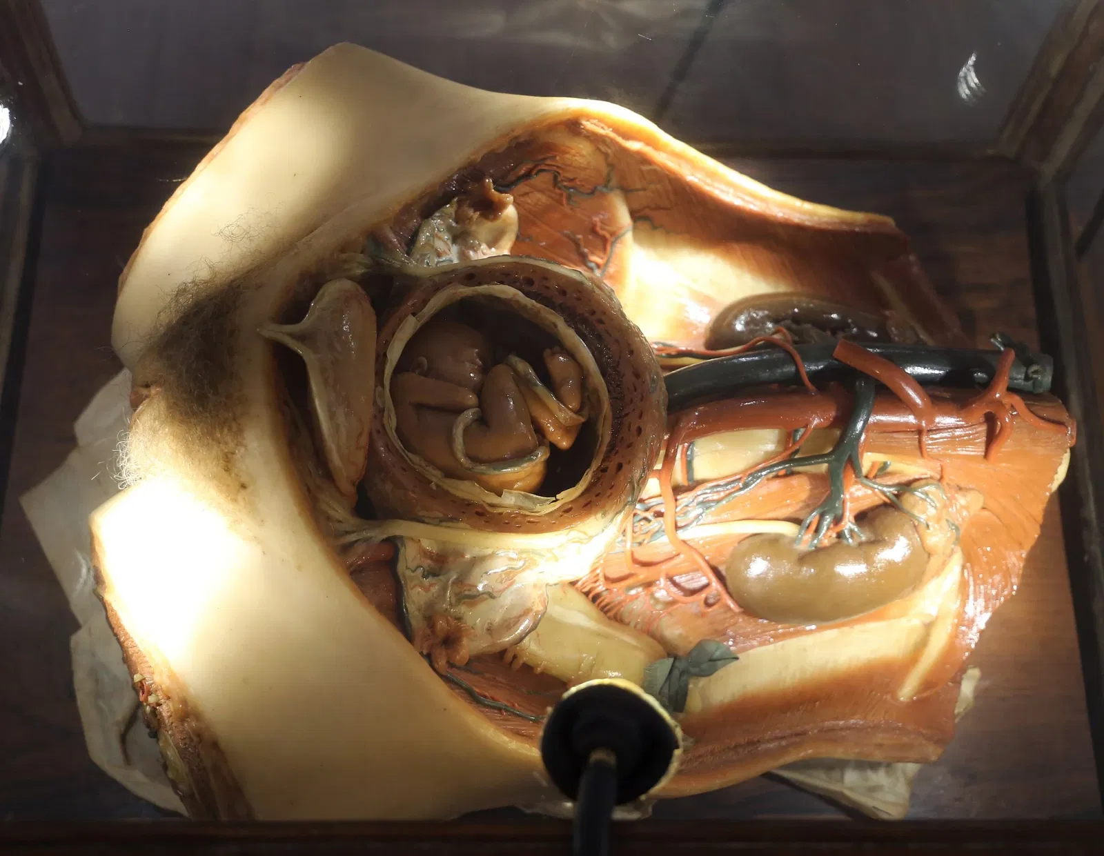 Museo "Raccolta delle cere anatomiche di Clemente Susini"