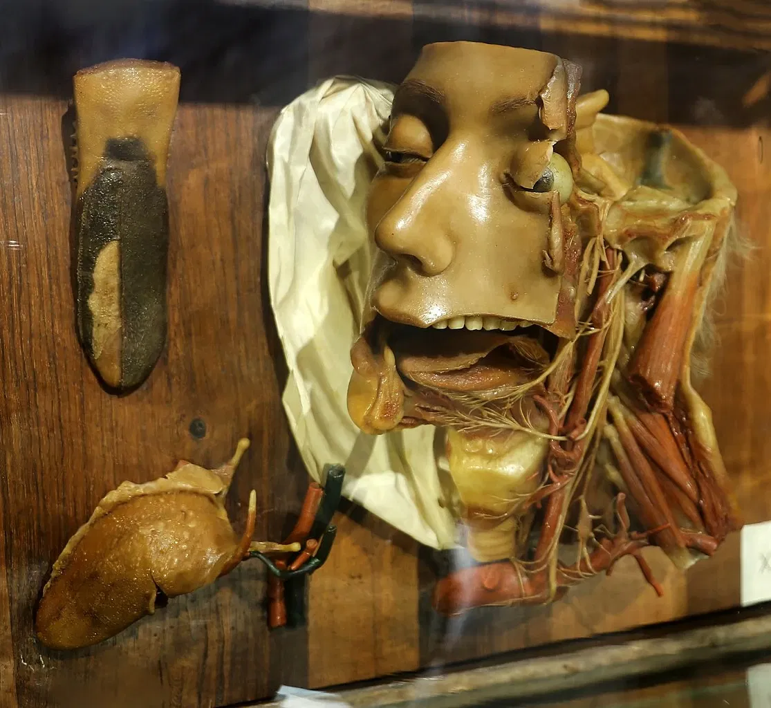 Museo "Raccolta delle cere anatomiche di Clemente Susini"