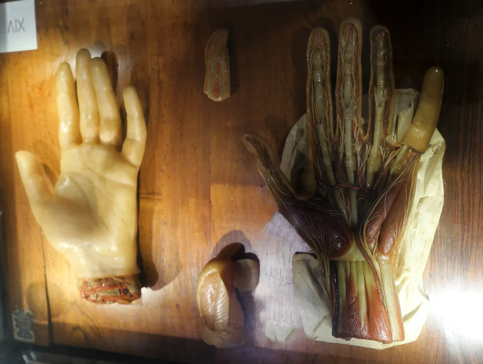 Museo delle Cere Anatomiche