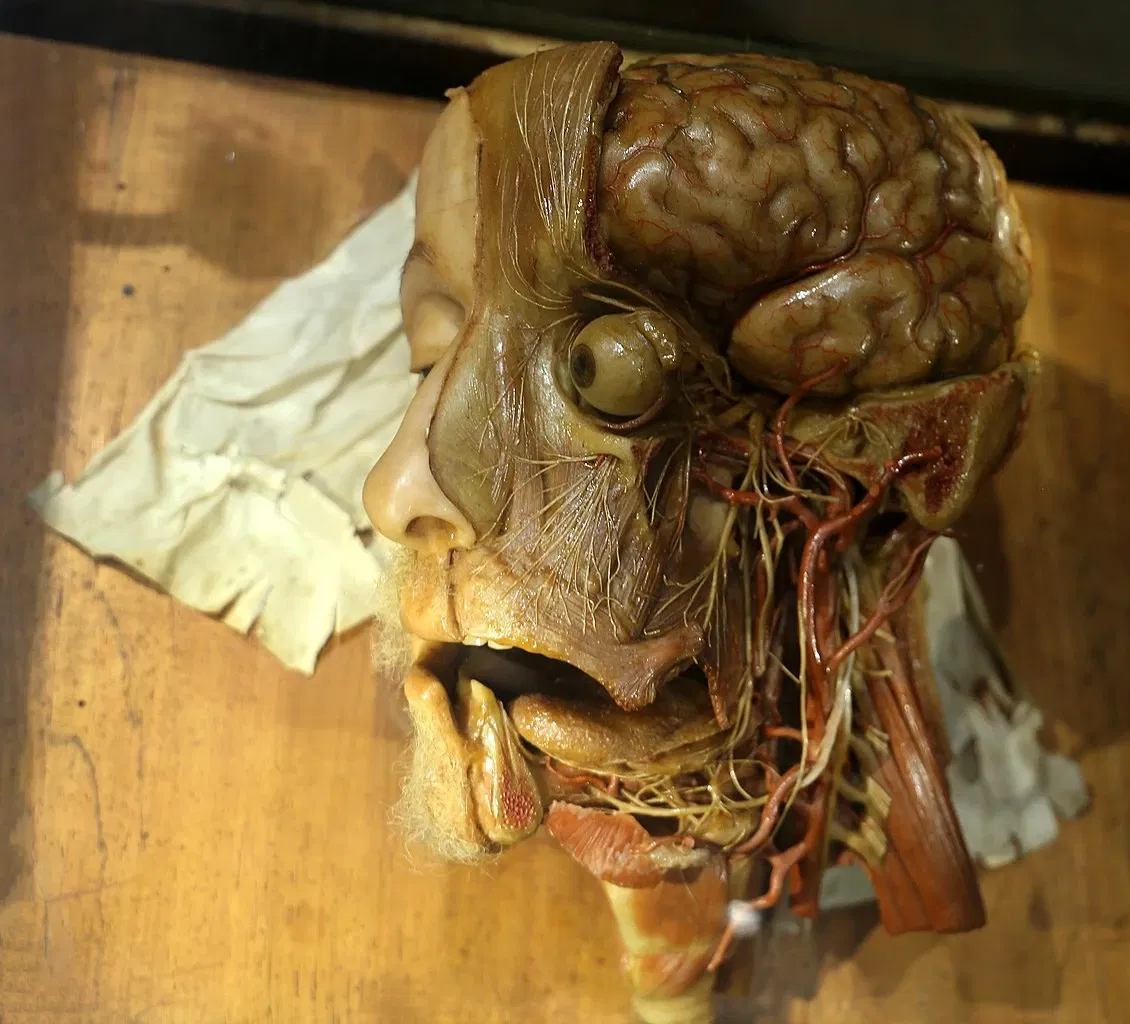 Museo delle Cere Anatomiche