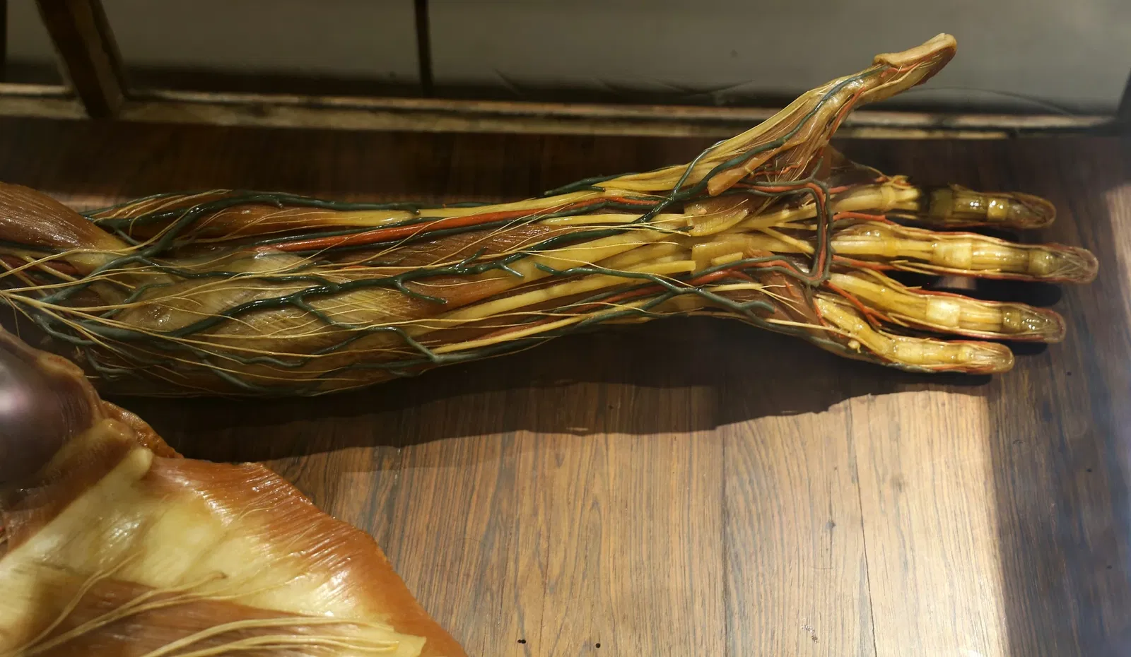 Museo delle Cere Anatomiche