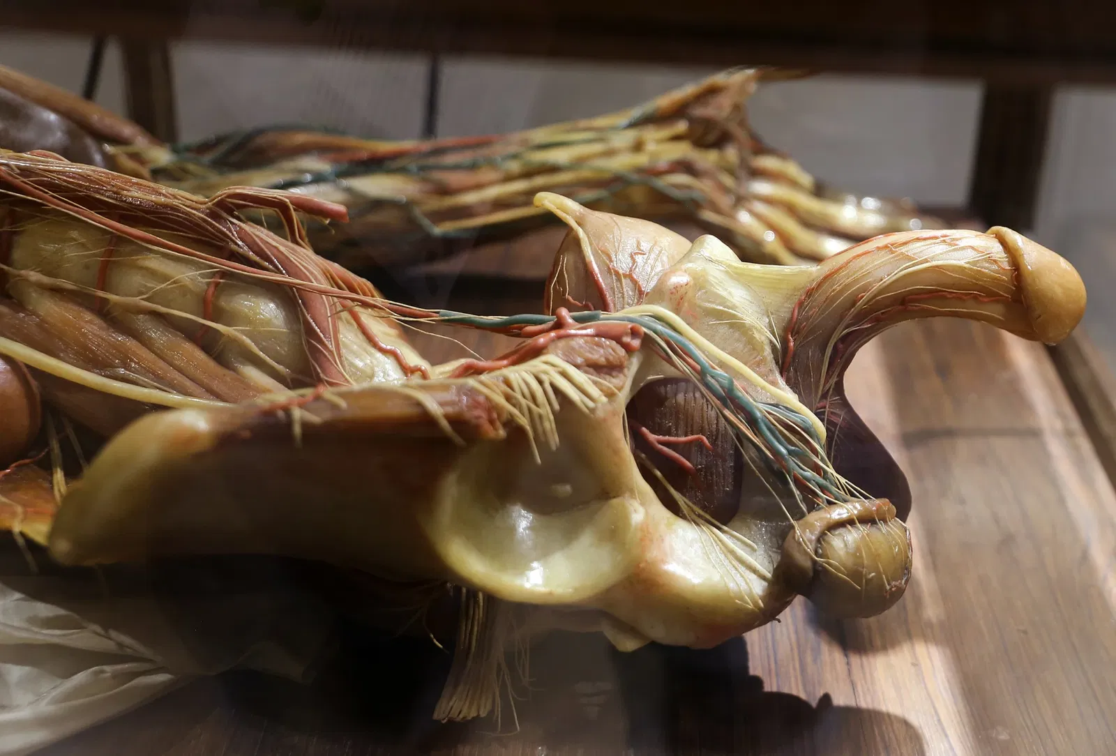 Museo delle Cere Anatomiche