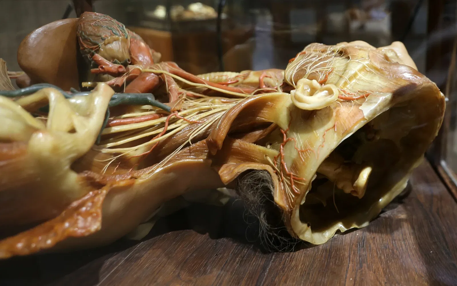 Museo "Raccolta delle cere anatomiche di Clemente Susini"