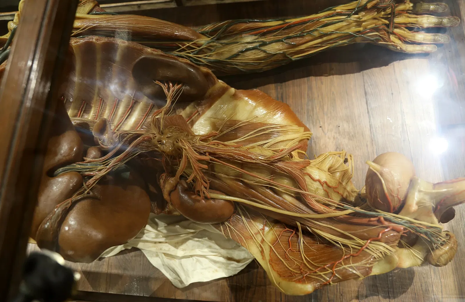 Museo "Raccolta delle cere anatomiche di Clemente Susini"