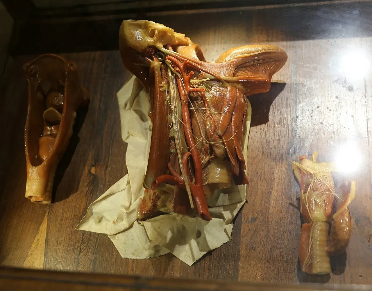 Museo "Raccolta delle cere anatomiche di Clemente Susini"