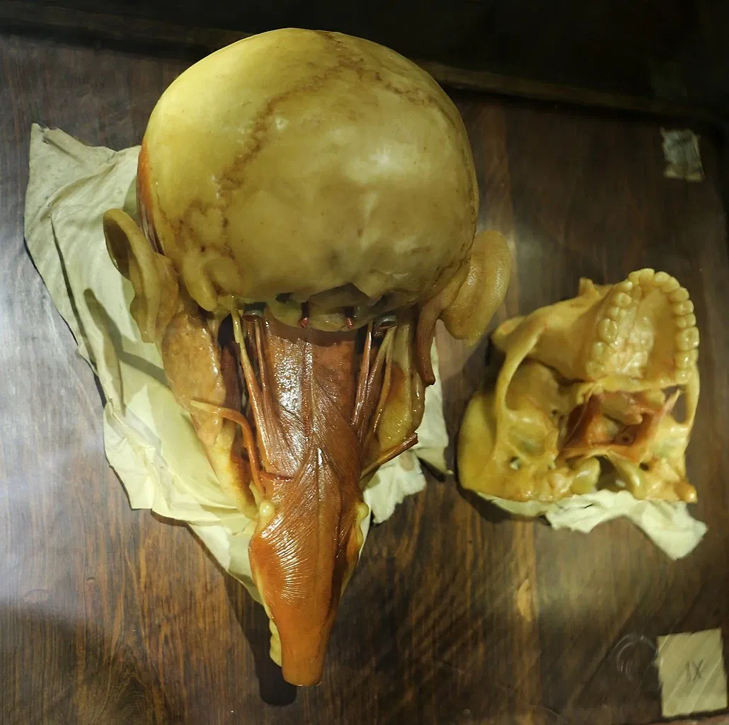 Museo delle Cere Anatomiche