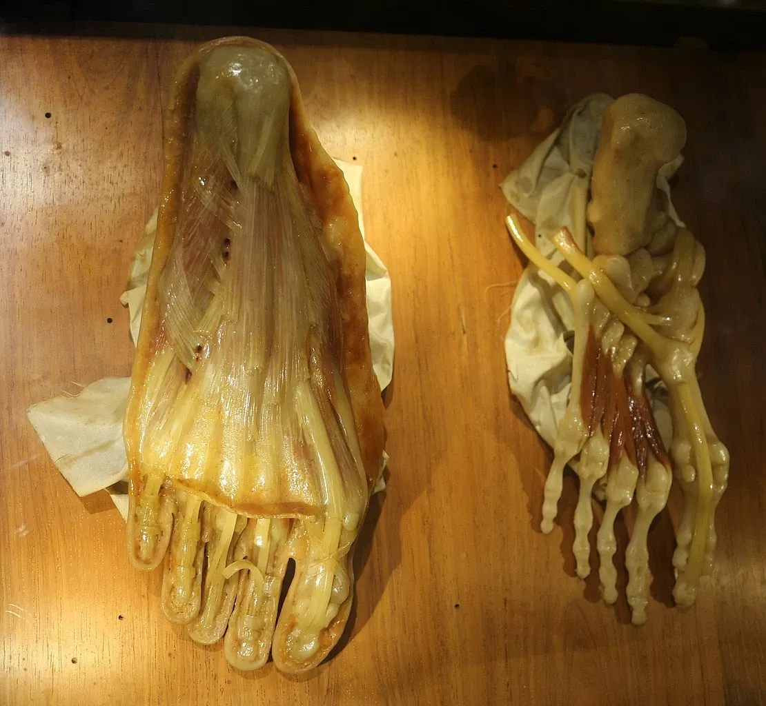 Museo "Raccolta delle cere anatomiche di Clemente Susini"
