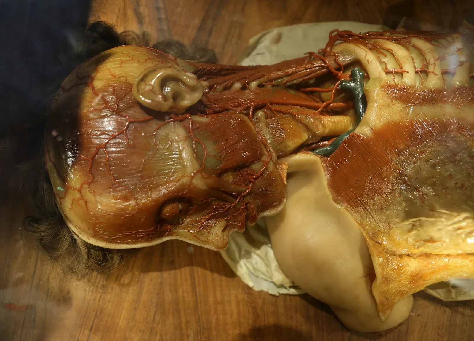 Museo "Raccolta delle cere anatomiche di Clemente Susini"