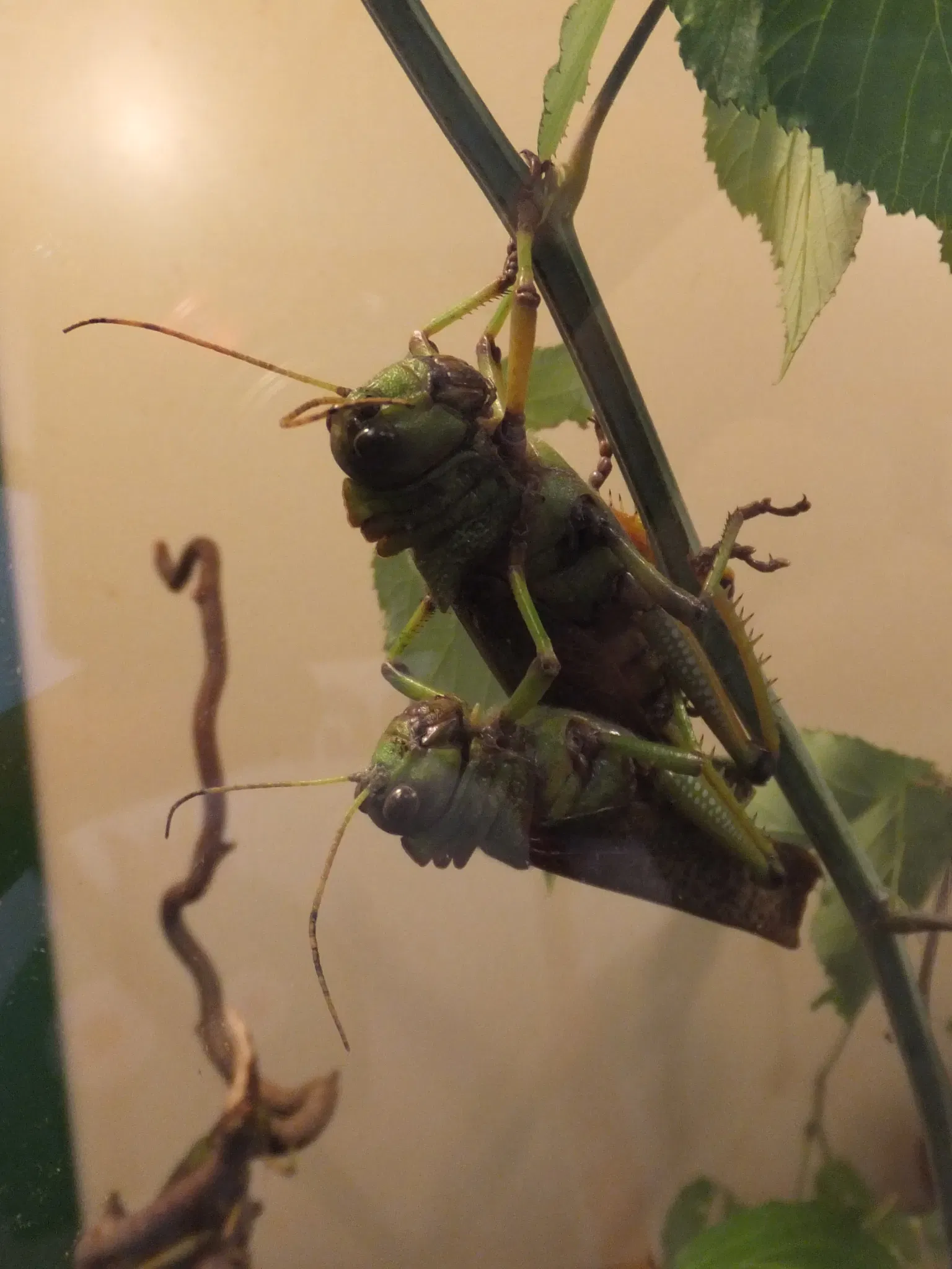 Esapolis – Museo Vivente degli Insetti