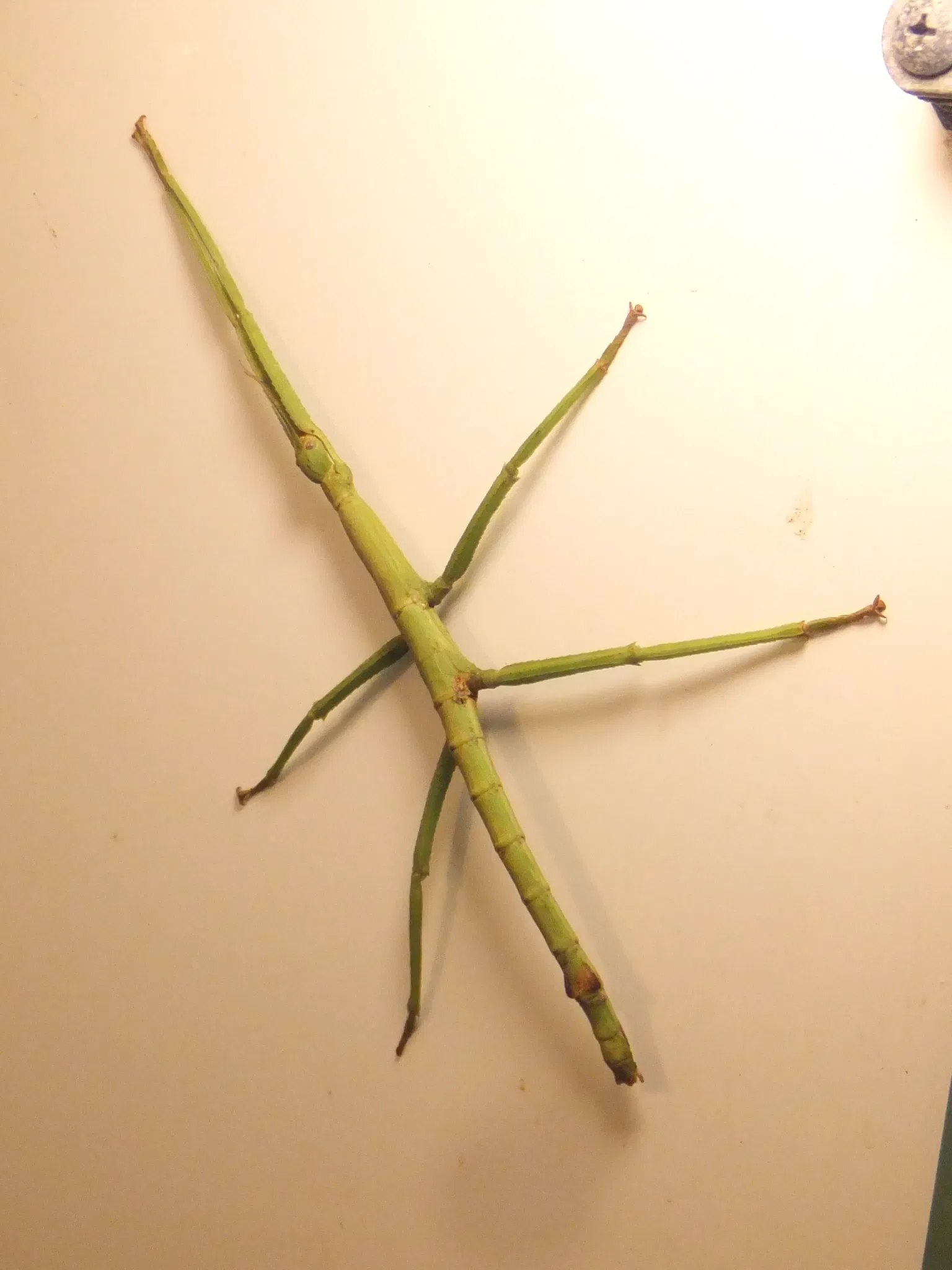 Esapolis – Museo Vivente degli Insetti