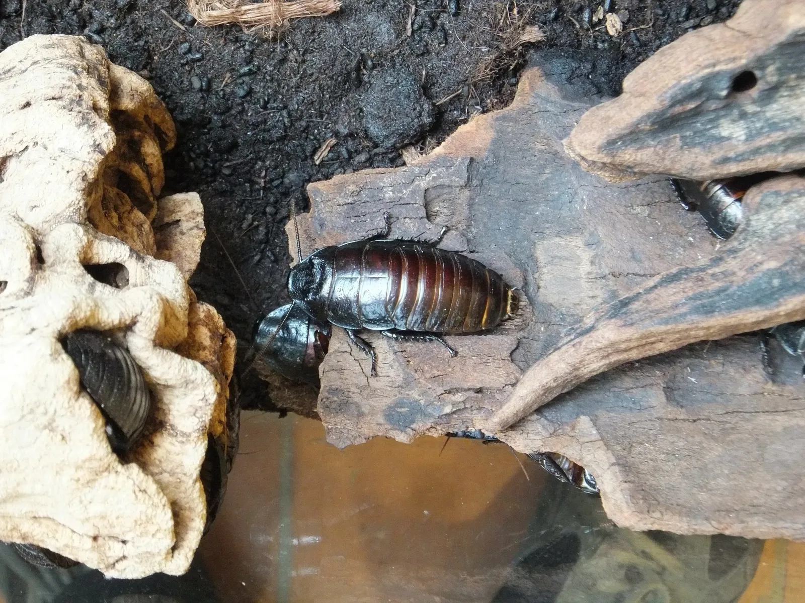 Esapolis – Museo Vivente degli Insetti