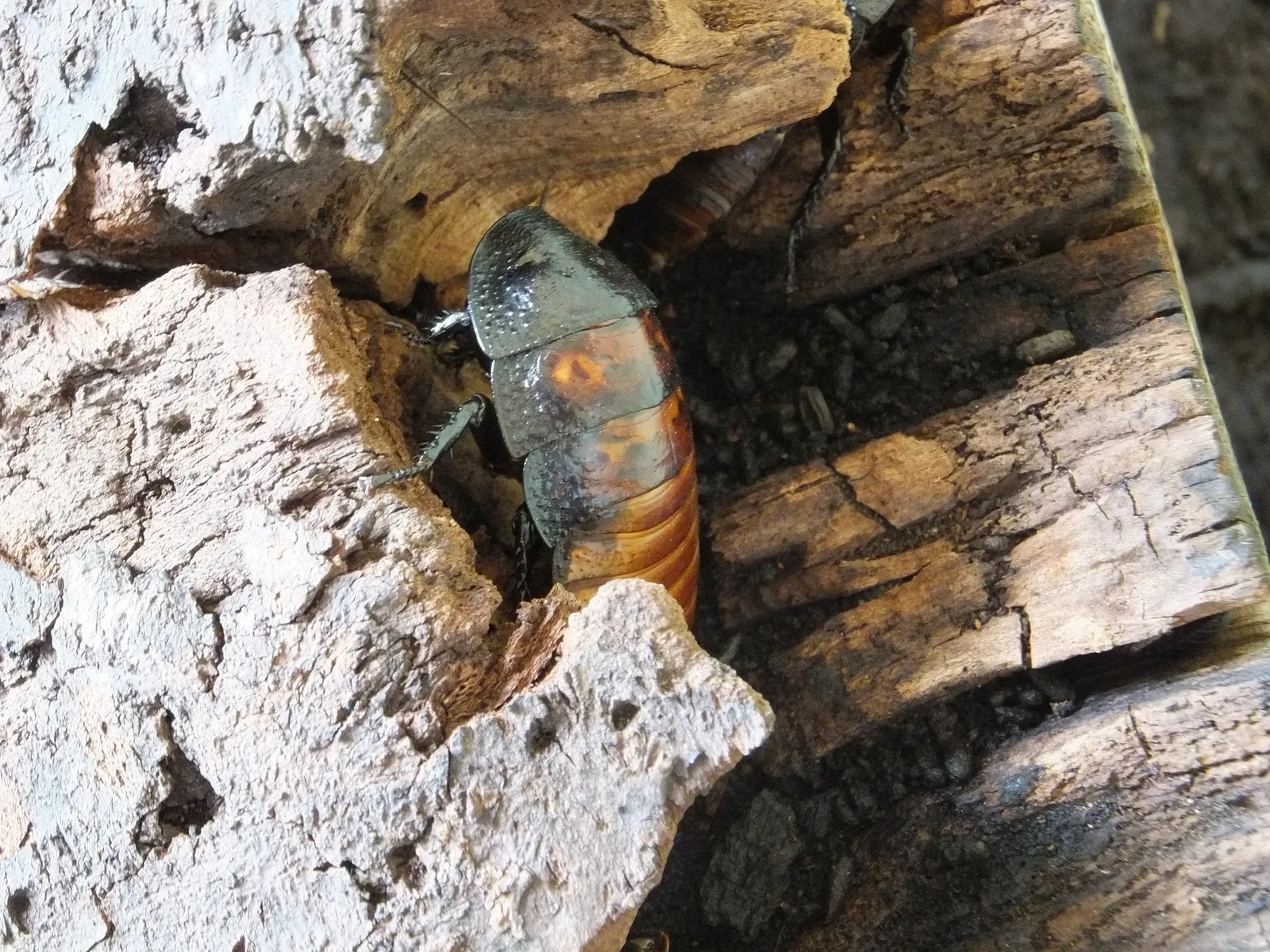 Esapolis – Museo Vivente degli Insetti