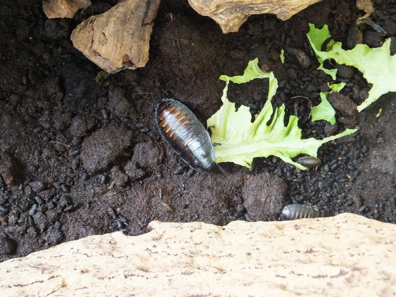 Esapolis – Museo Vivente degli Insetti