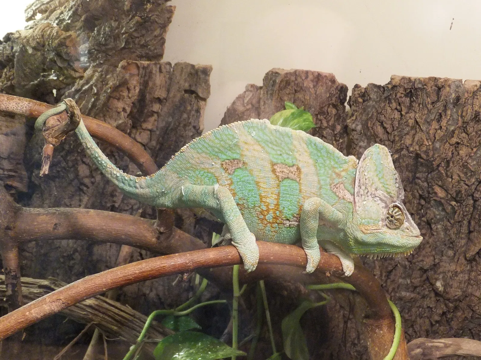 Esapolis – Museo Vivente degli Insetti