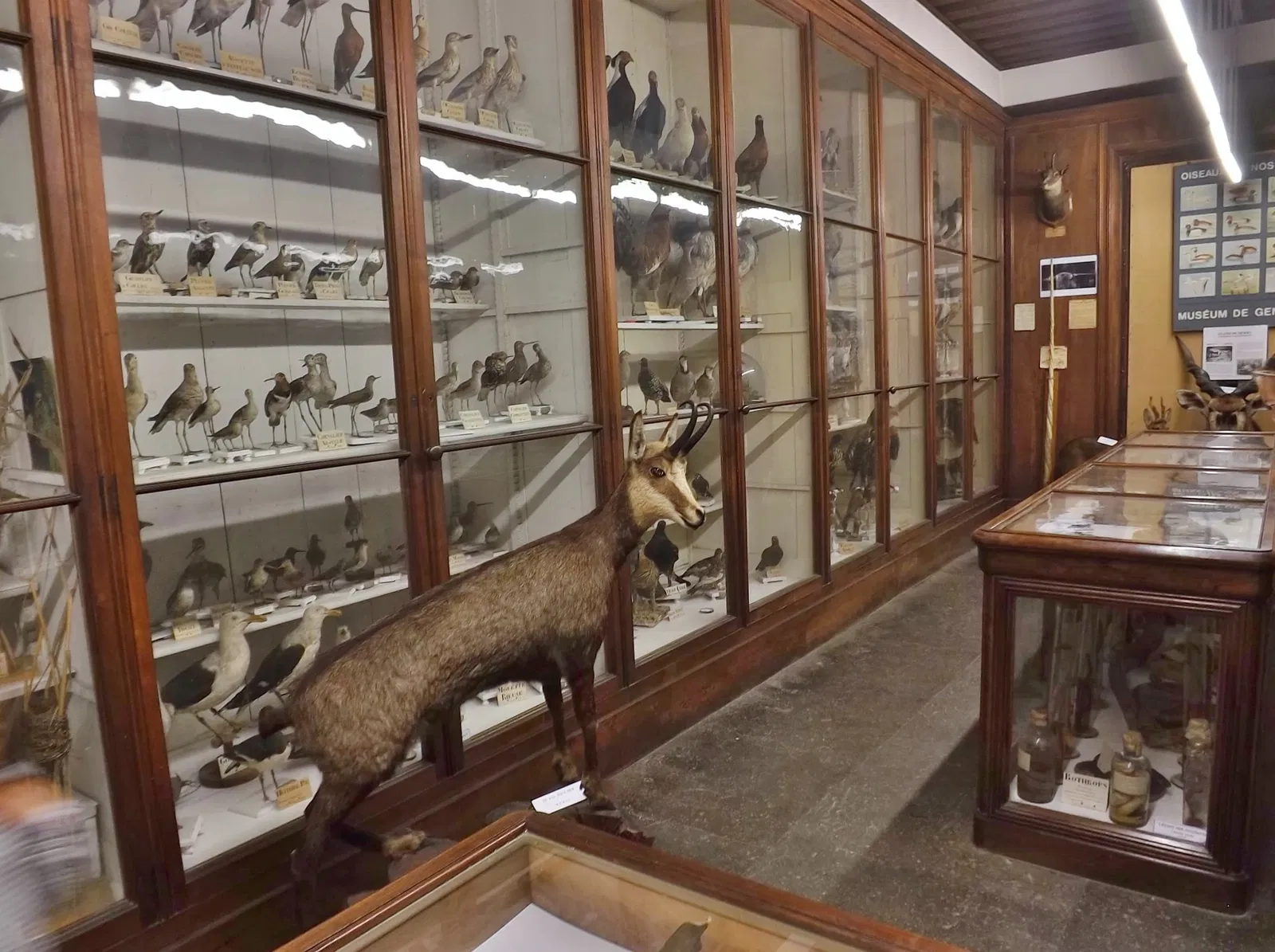 Muséum d'Histoire Naturelle