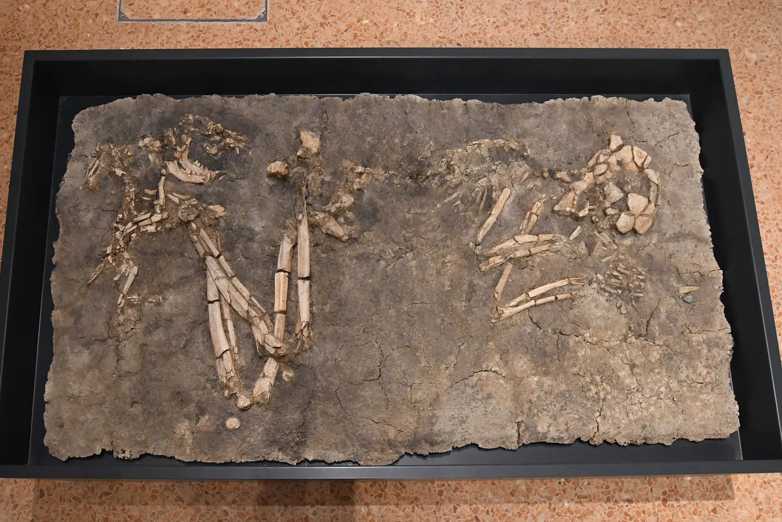 Museo archeologico nazionale di Mantova